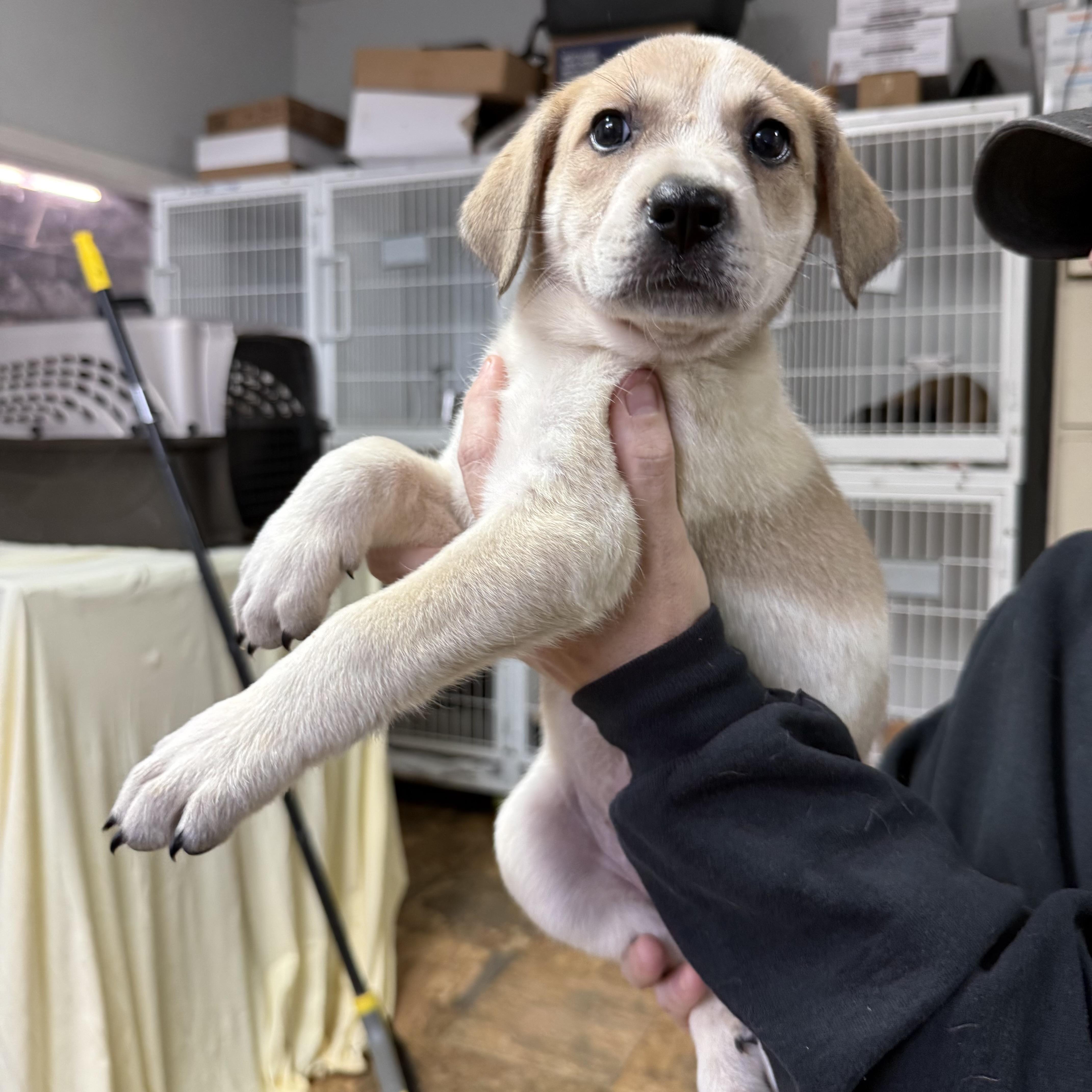 No. 2 Pencil, an adopted mixed breed in Columbia, SC image 3/4