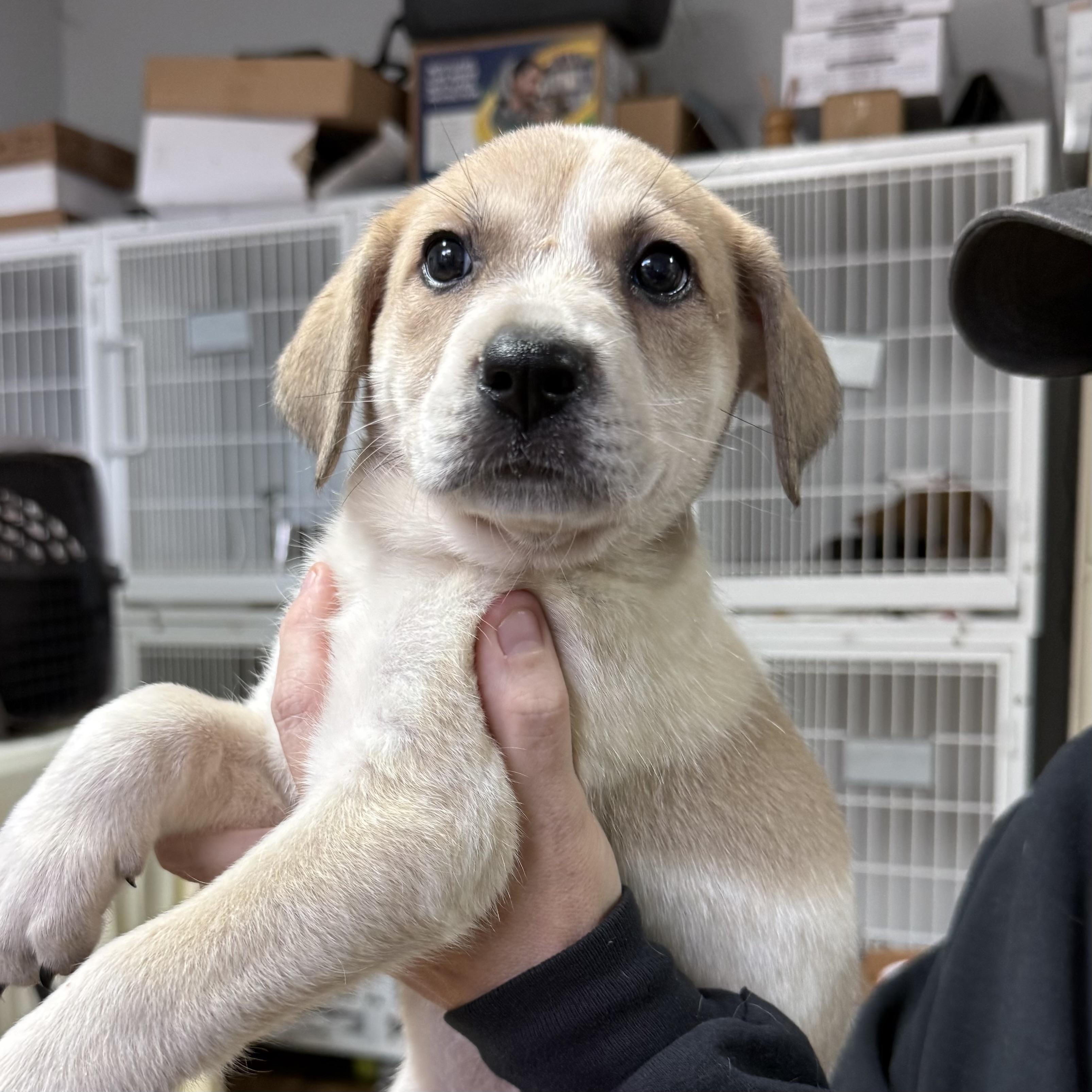 No. 2 Pencil, an adopted mixed breed in Columbia, SC image 1/4