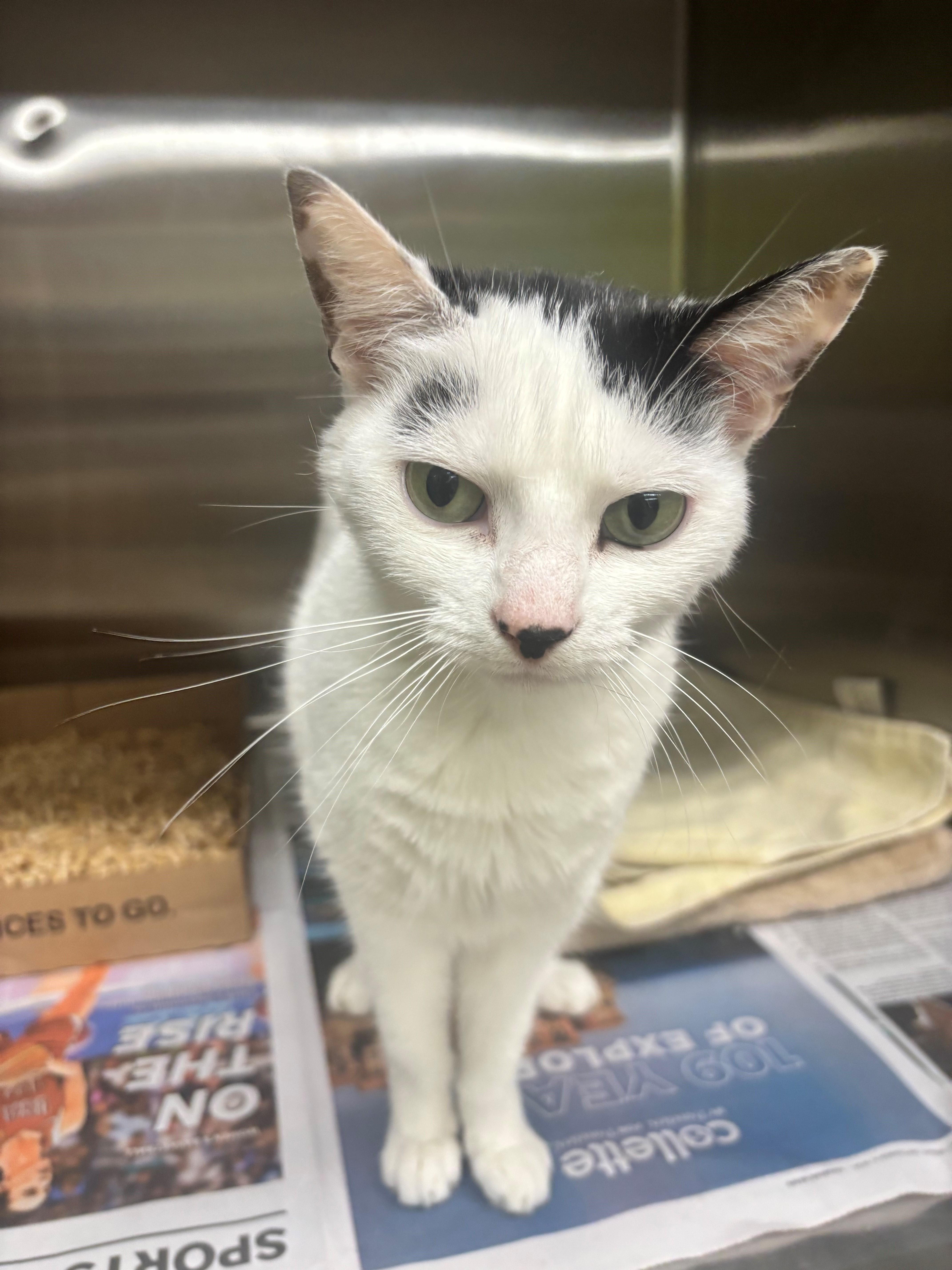 Enlarge Rowan, a Adopted Domestic Short Hair in Edison, NJ image 1/1