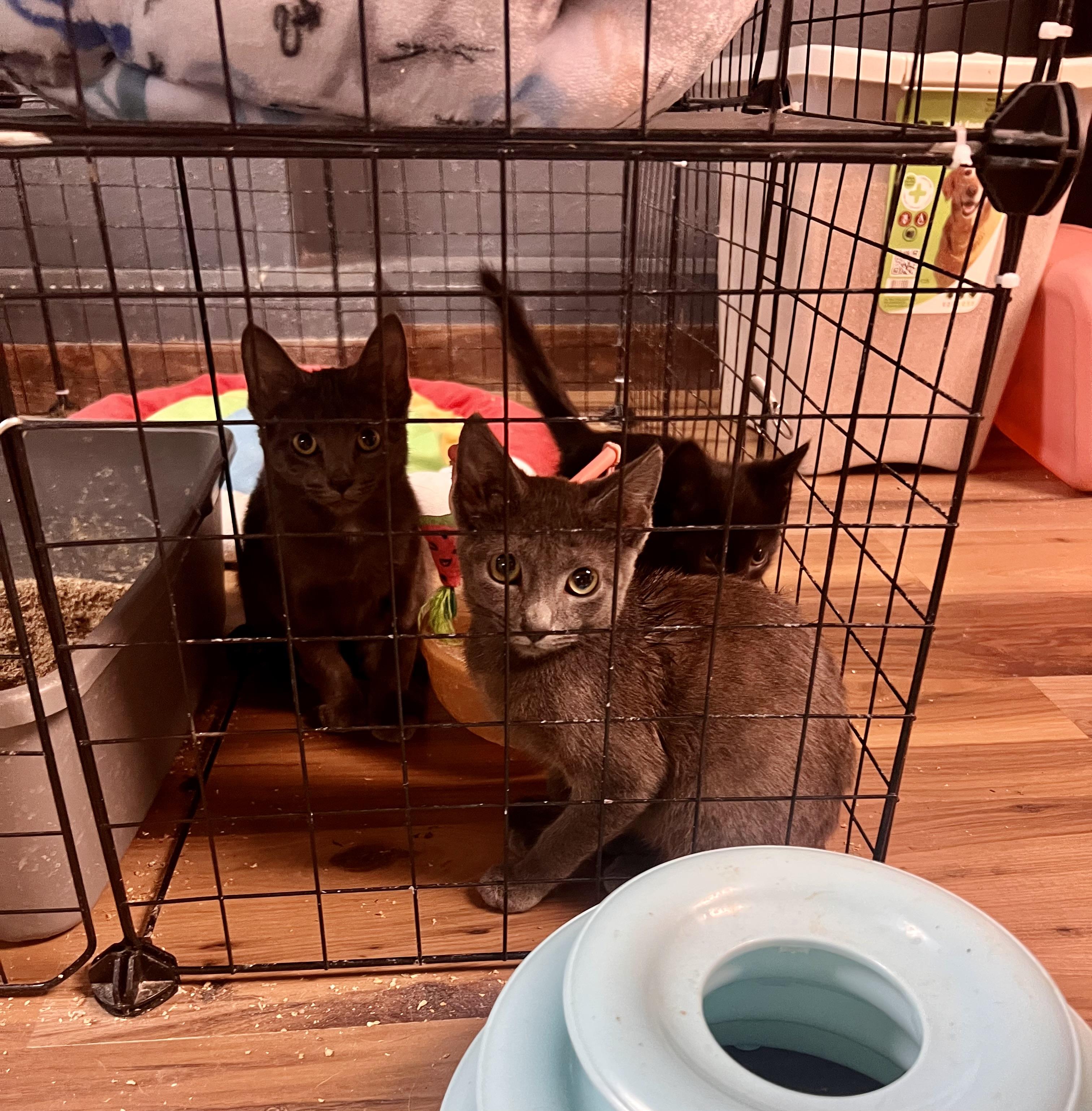 Sunshine, Adoptable, Kitten Female Domestic Short Hair.