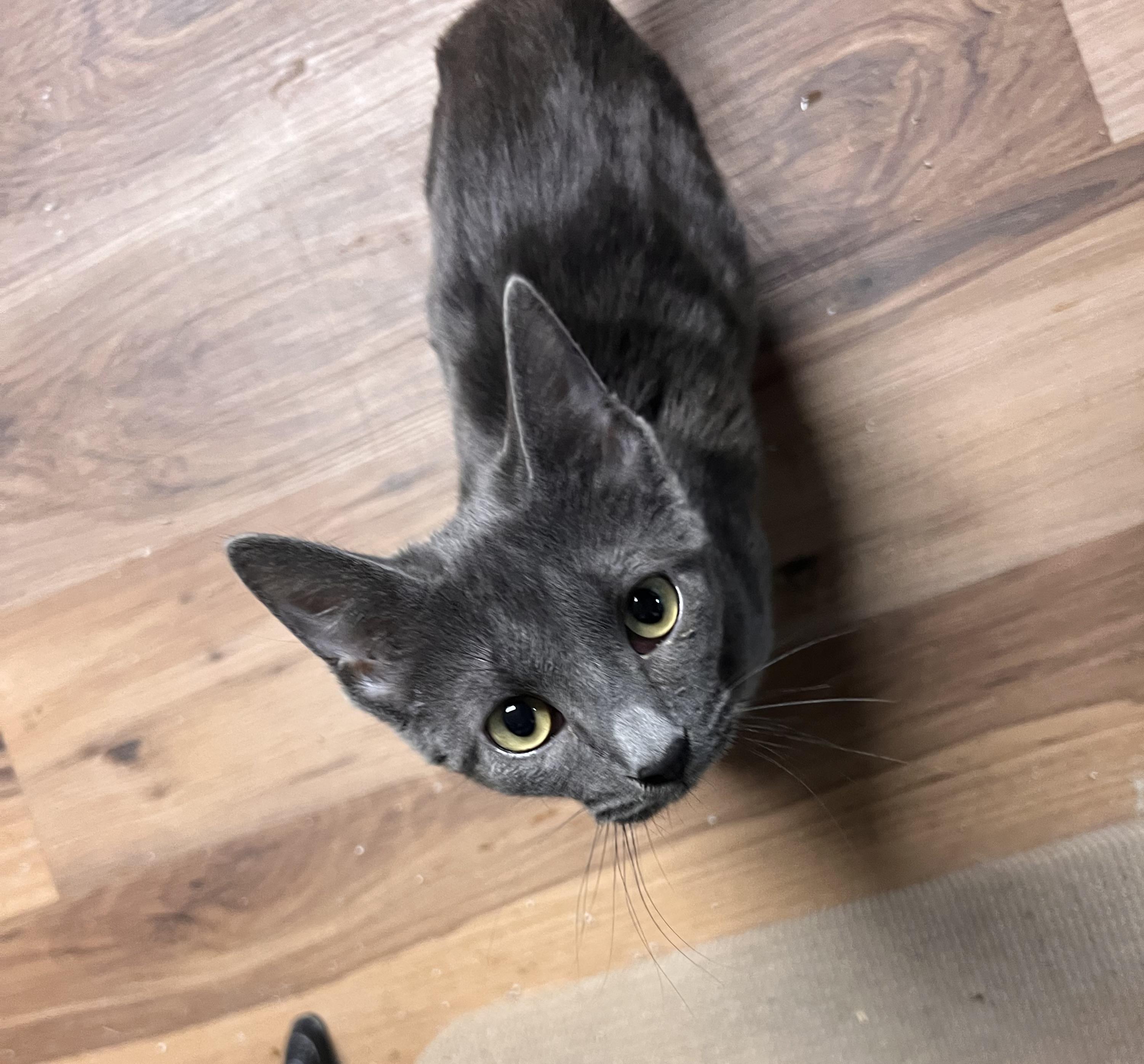 Sunshine, a Adoptable Domestic Short Hair in Pekin, IL image 4/4