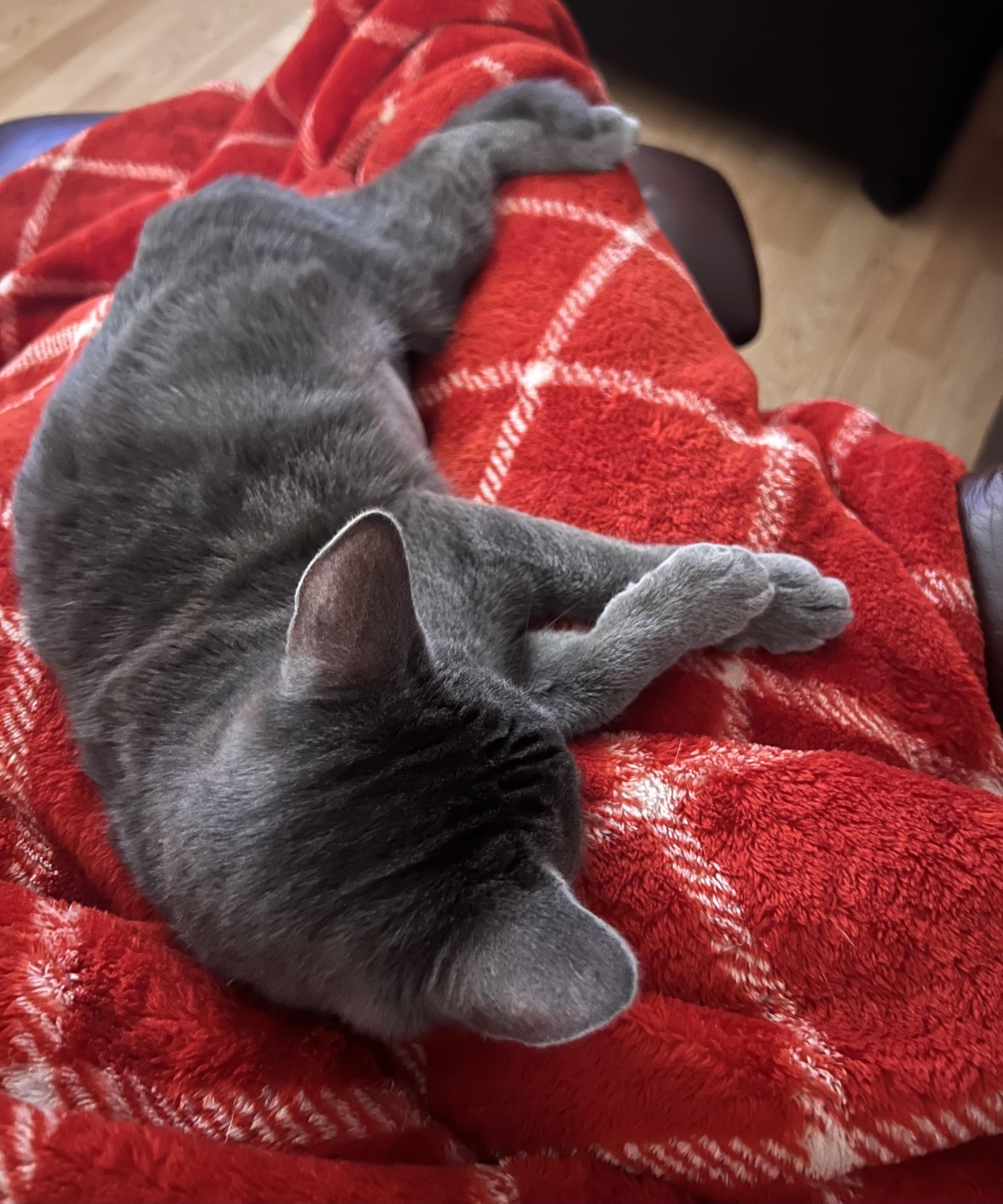 Sunshine, a Adoptable Domestic Short Hair in Pekin, IL image 2/4