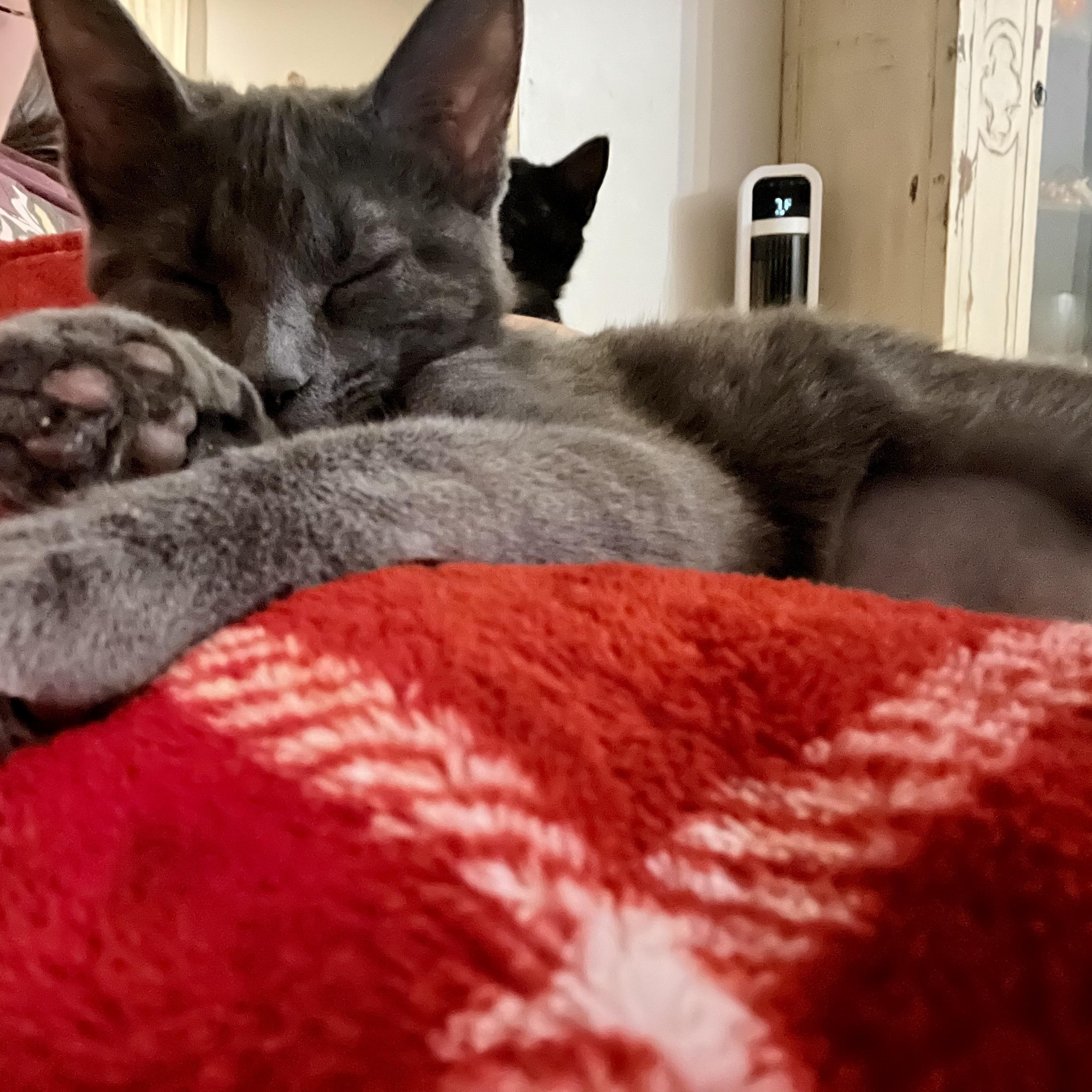 Sunshine, Adoptable, Kitten Female Domestic Short Hair.