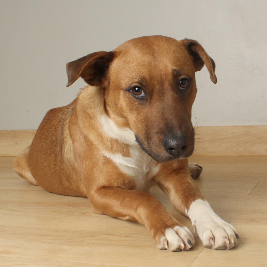 Enlarge Valentine D67720, a Adoptable Pit Bull Terrier in Minnetonka, MN image 3/6