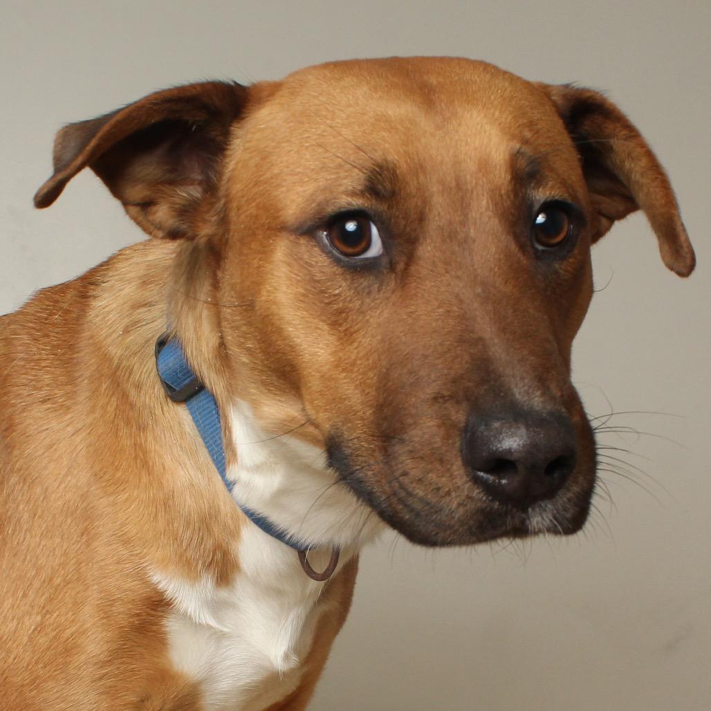 Enlarge Valentine D67720, a Adoptable Pit Bull Terrier in Minnetonka, MN image 4/6