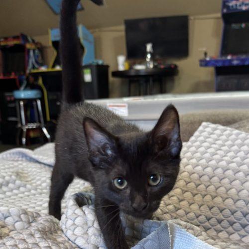 Sabrina, Adoptable, Kitten Female Domestic Short Hair.