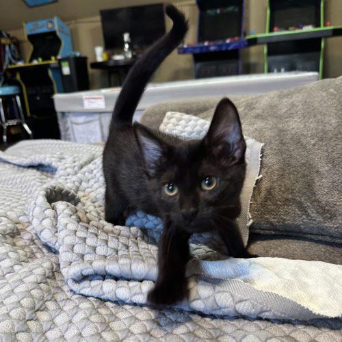 Sabrina, a Adoptable Domestic Short Hair in Edmond, OK image 2/6