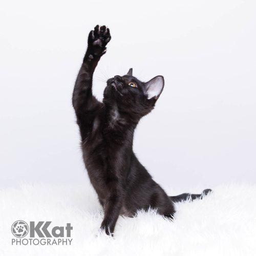 Sabrina, a Adoptable Domestic Short Hair in Edmond, OK image 3/6