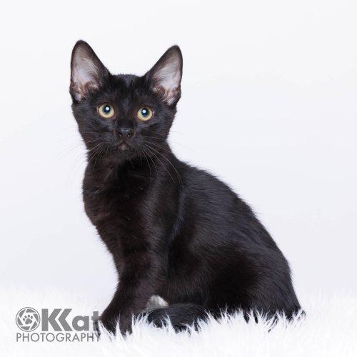 Sabrina, a Adoptable Domestic Short Hair in Edmond, OK image 4/6