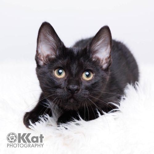 Sabrina, a Adoptable Domestic Short Hair in Edmond, OK image 5/6