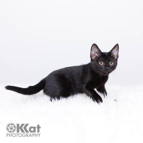 Sabrina, a Adoptable Domestic Short Hair in Edmond, OK image 6/6