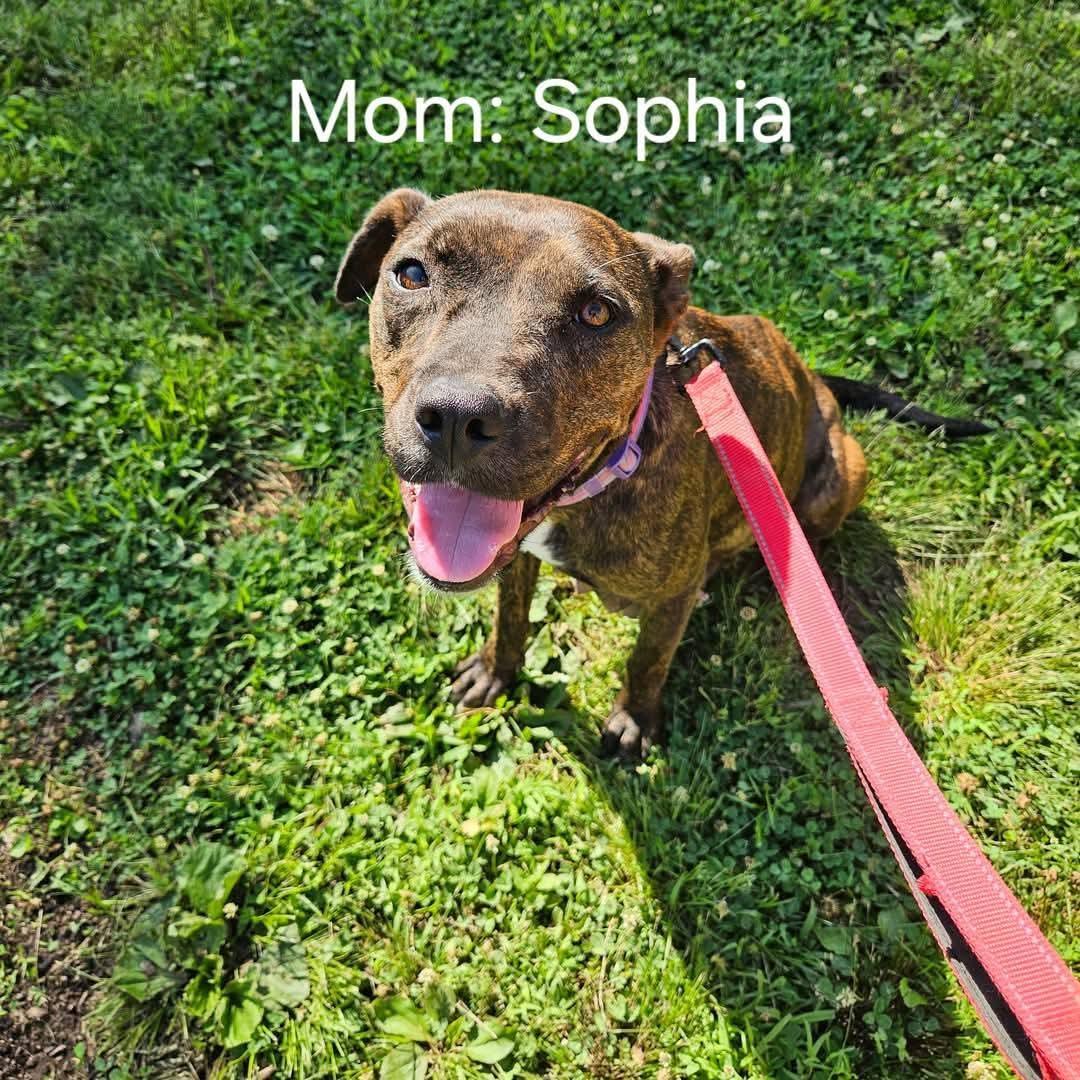 Sophia, Adoptable, Adult Female Mixed Breed.