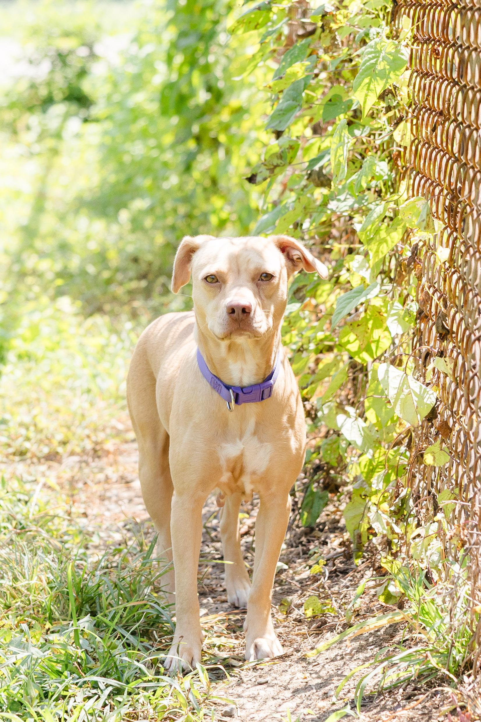 Peanut, adopted, Adult Female Terrier.