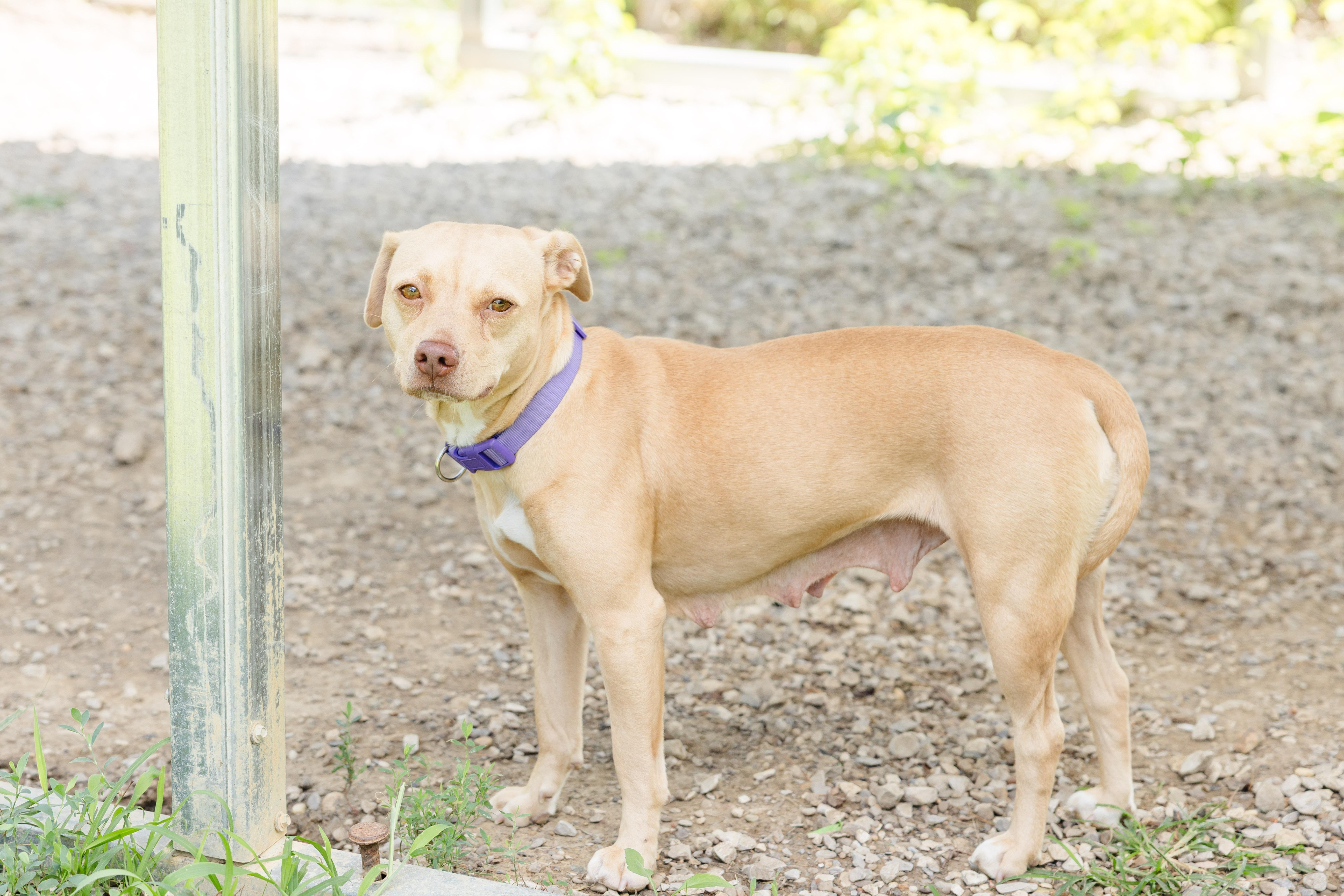 Peanut, an adopted mixed breed in Newburgh, IN image 2/4