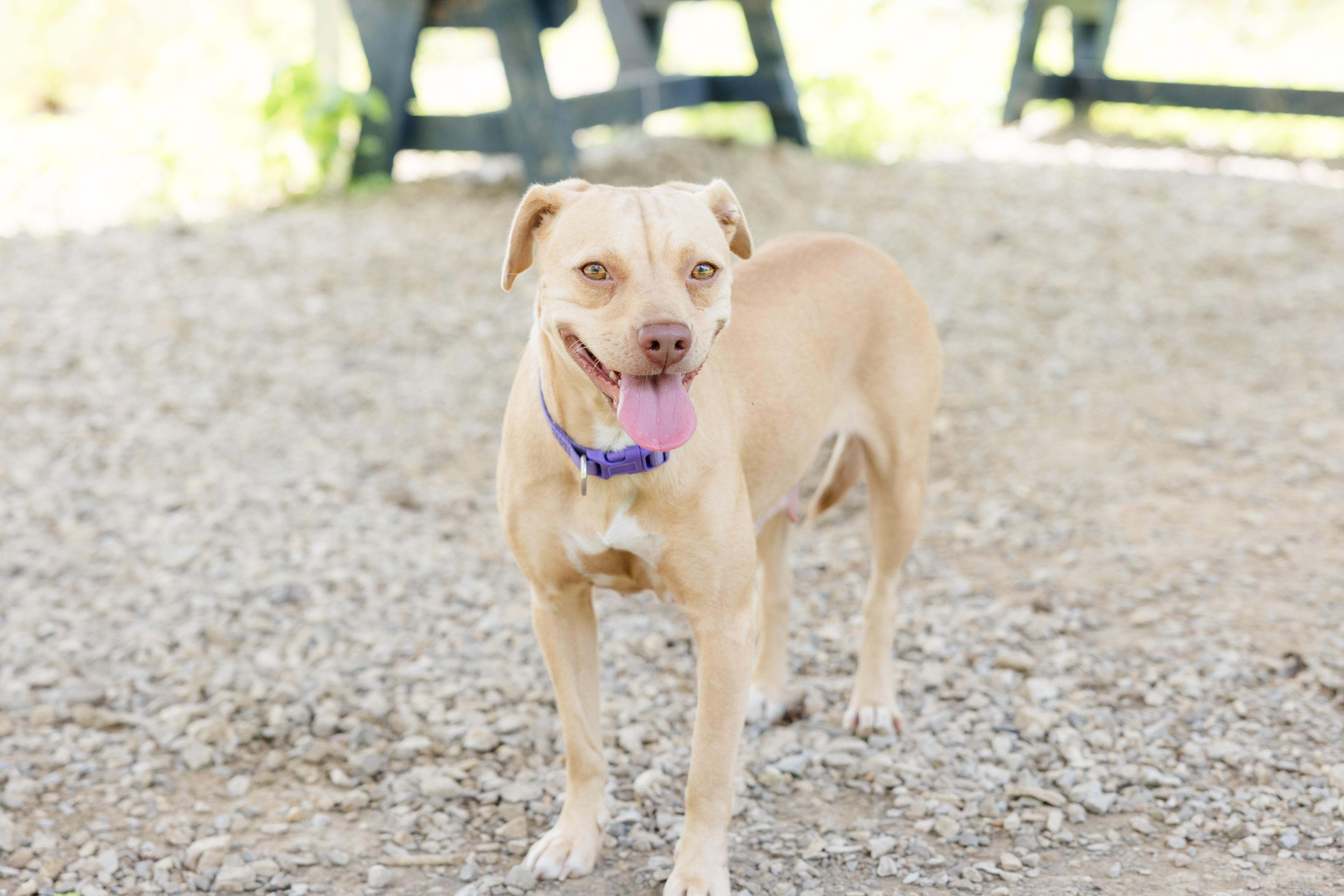 Peanut, an adopted mixed breed in Newburgh, IN image 4/4