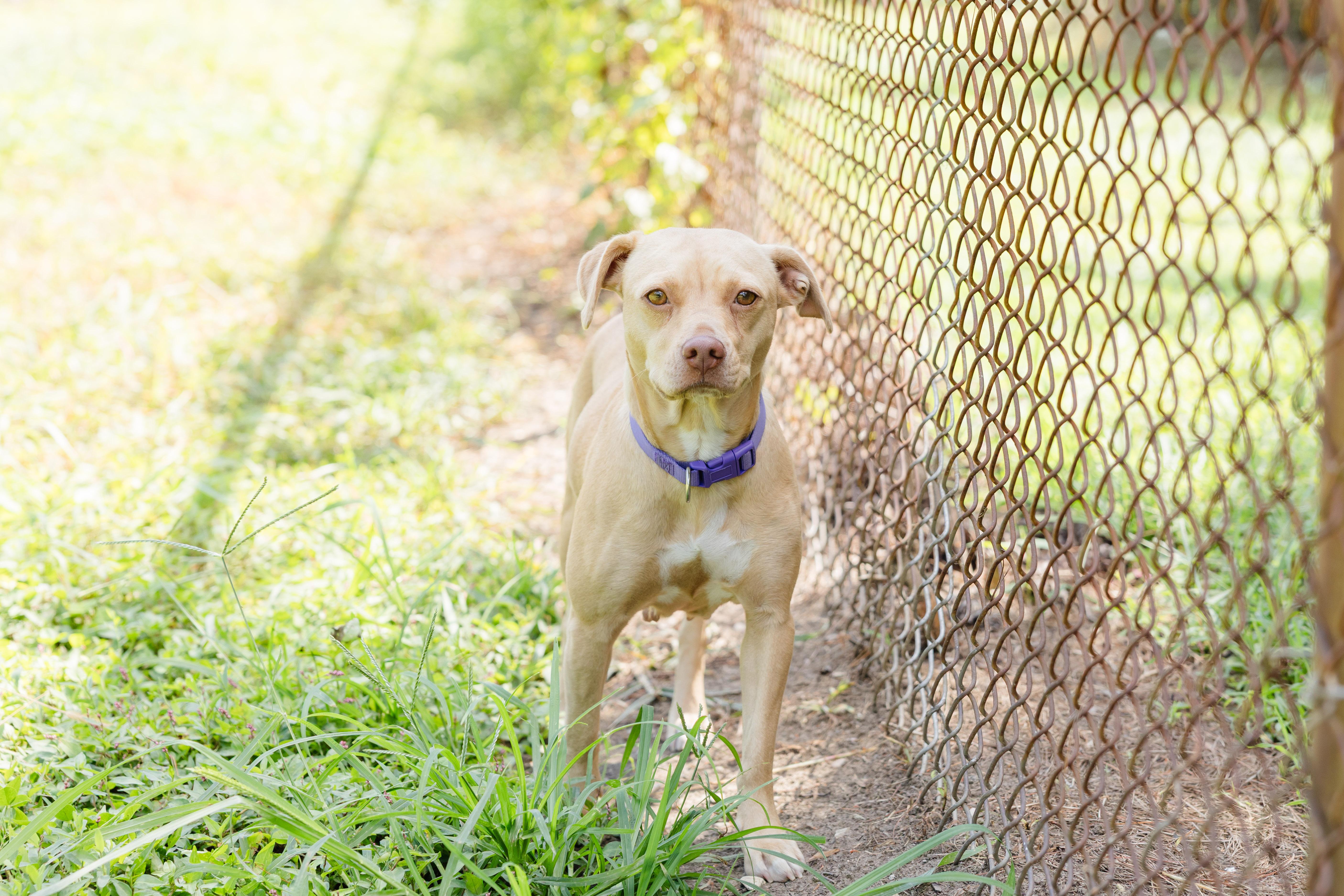 Peanut, an adopted mixed breed in Newburgh, IN image 3/4