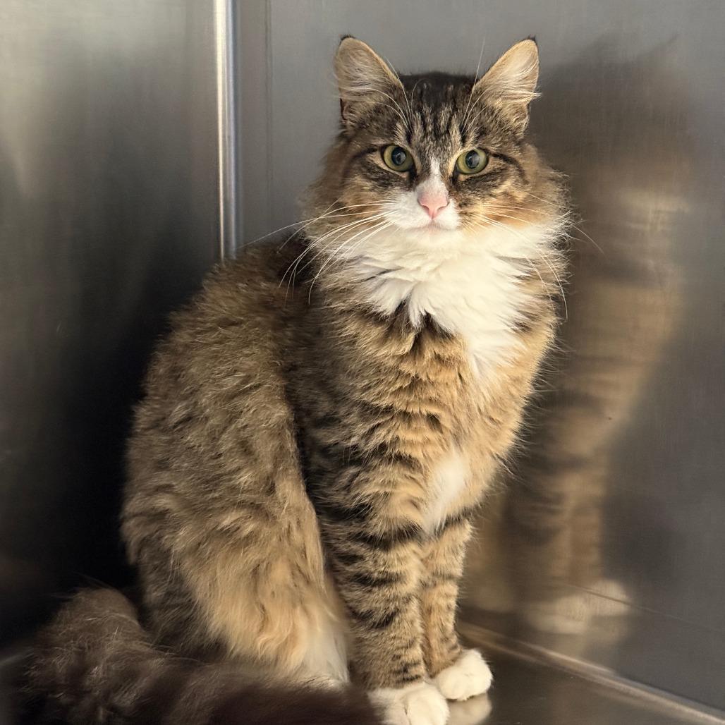 Lyra, Adoptable, Young Female Domestic Medium Hair.