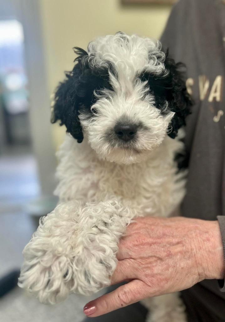 Enlarge Chewbarka, an adopted mixed breed in New Philadelphia, OH image 1/1