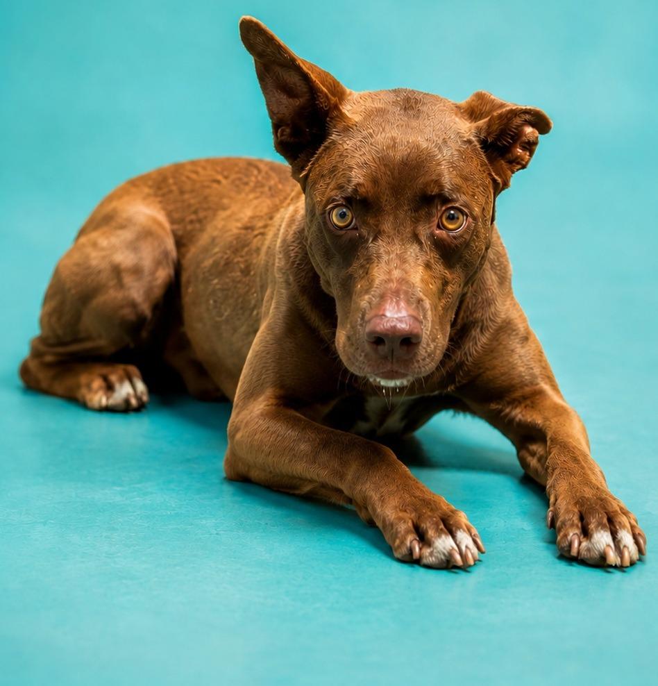 Enlarge Bruno, a Adoptable Cattle Dog in Wauchula, FL image 1/1