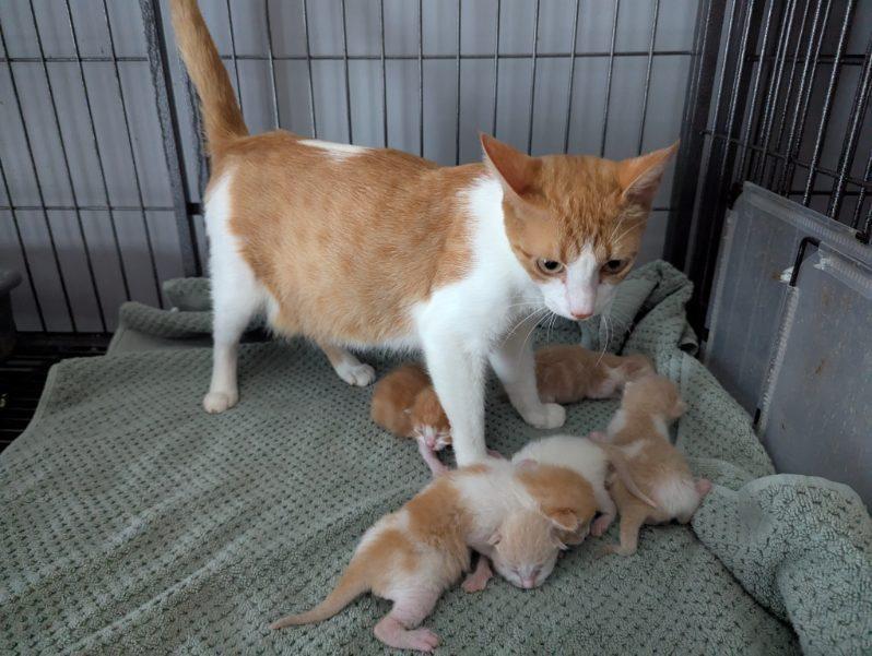 Enlarge Keelie, a Adoptable mixed breed in Dalton, GA image 1/1