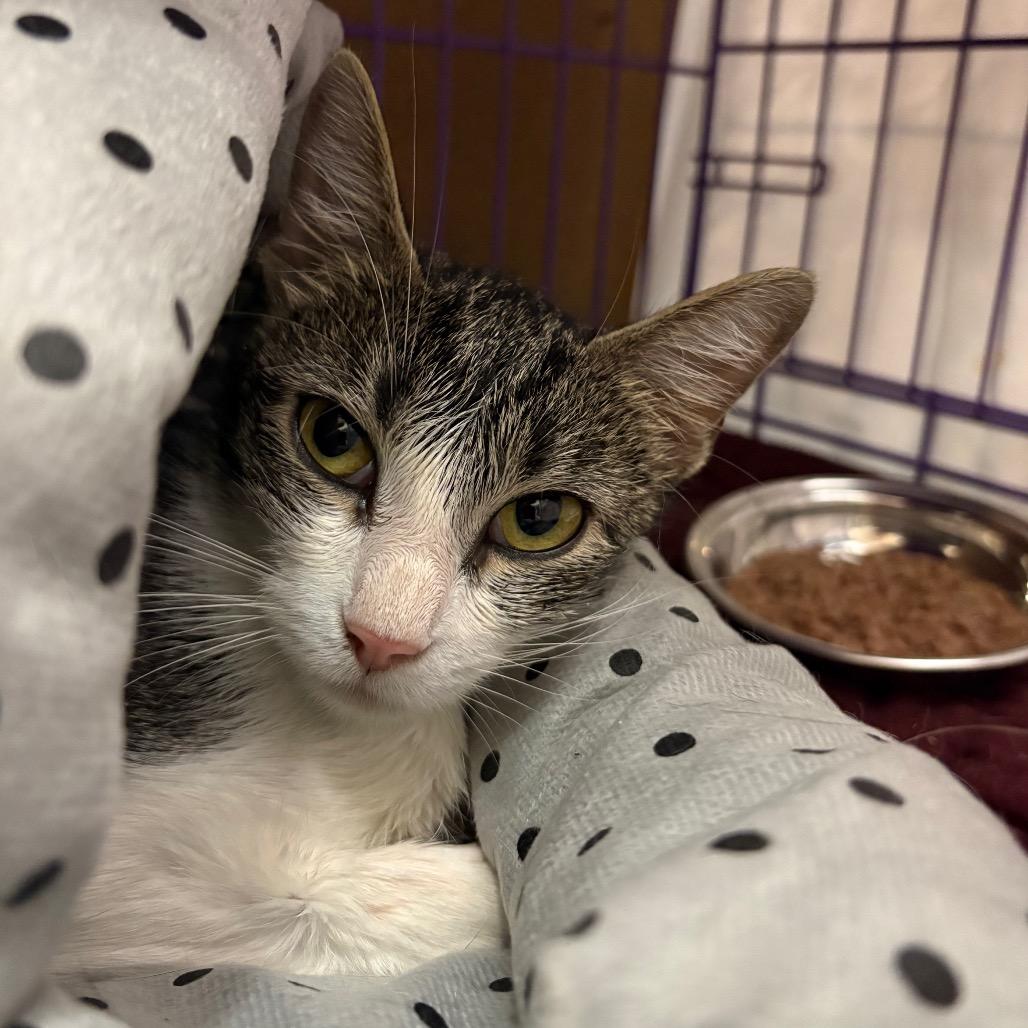 Rory, Adoptable, Adult Female Domestic Short Hair.