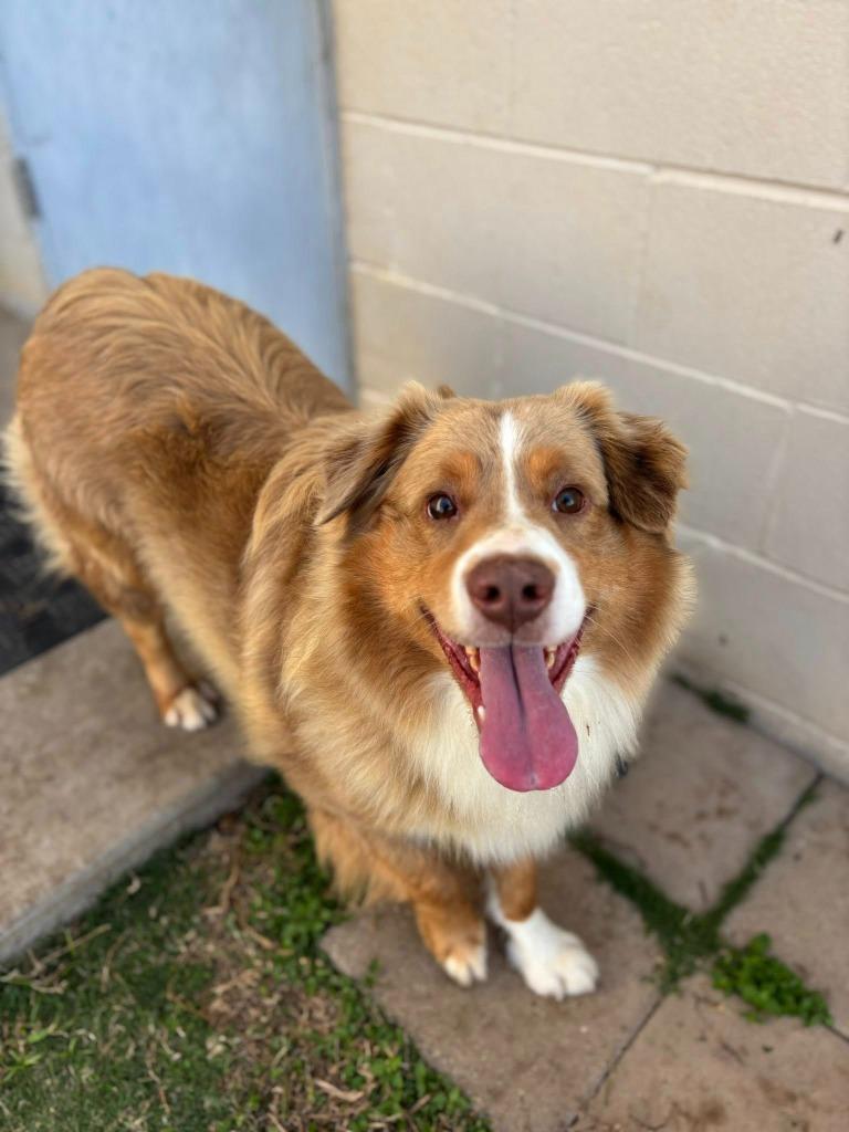 Enlarge Waffles, a Adoptable Australian Shepherd in Belton, TX image 1/1