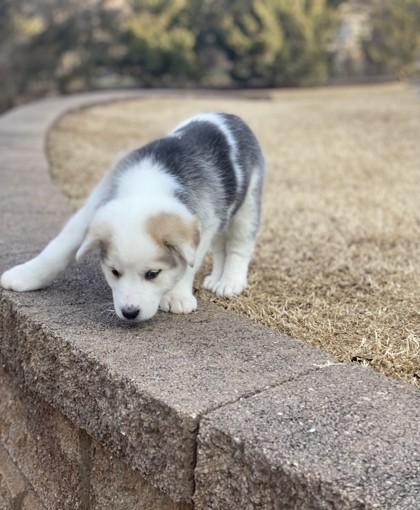 Enlarge Dreamcast 51636, a ADOPTABLE Mixed Breed in Oklahoma City, OK image 1/3