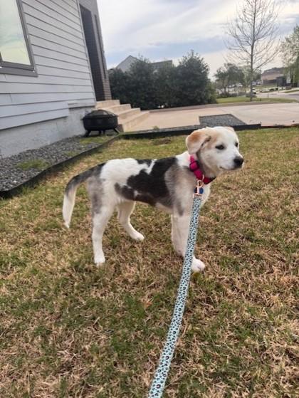 Enlarge Dreamcast 51636, an adoptable Mixed Breed in Oklahoma City, OK image 2/3