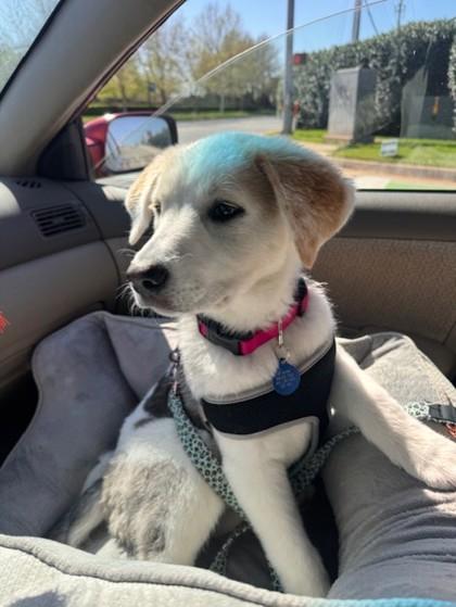 Dreamcast 51636, adoptable, Puppy Female Mixed Breed.