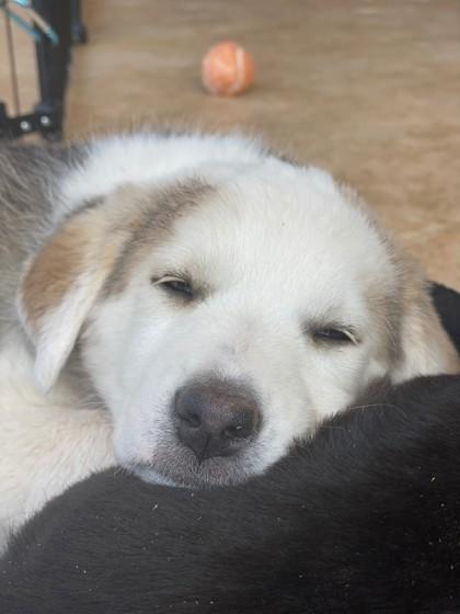 Enlarge Dreamcast 51636, a ADOPTABLE Mixed Breed in Oklahoma City, OK image 3/3