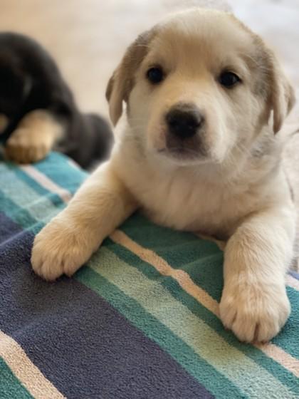 Enlarge Dreamcast 51636, a ADOPTABLE Mixed Breed in Oklahoma City, OK image 2/3