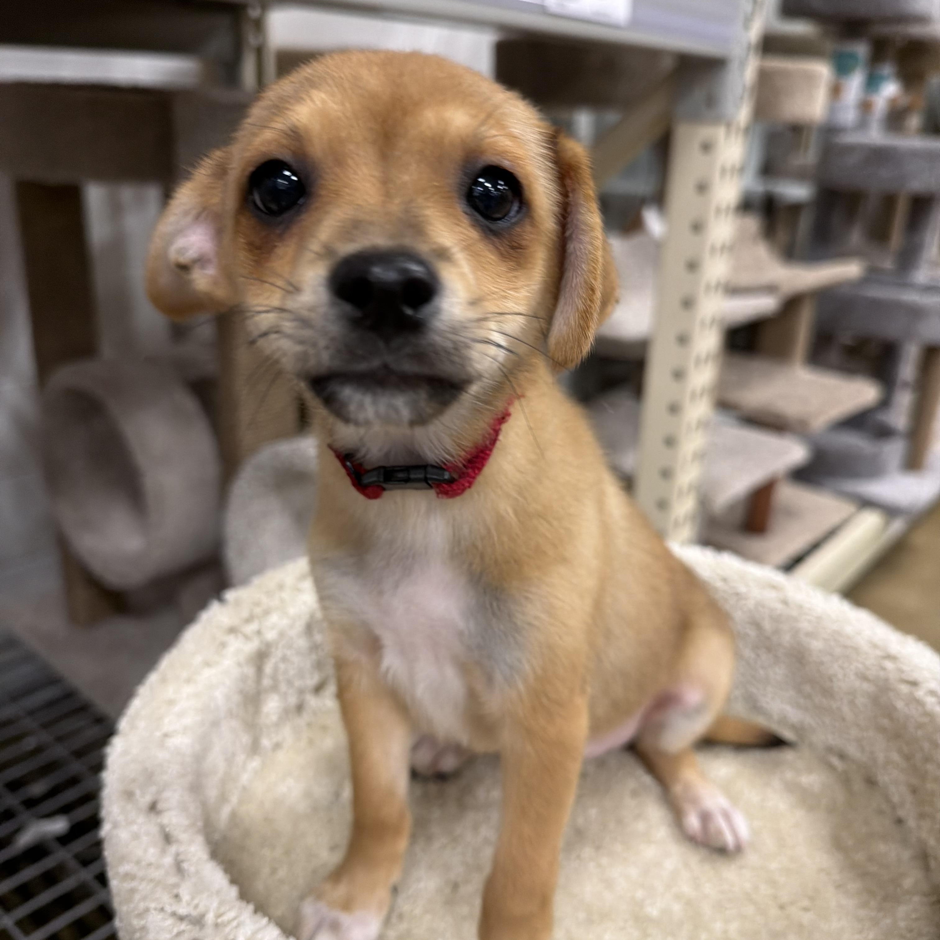 Lion, Adoptable, Puppy Male Chihuahua.
