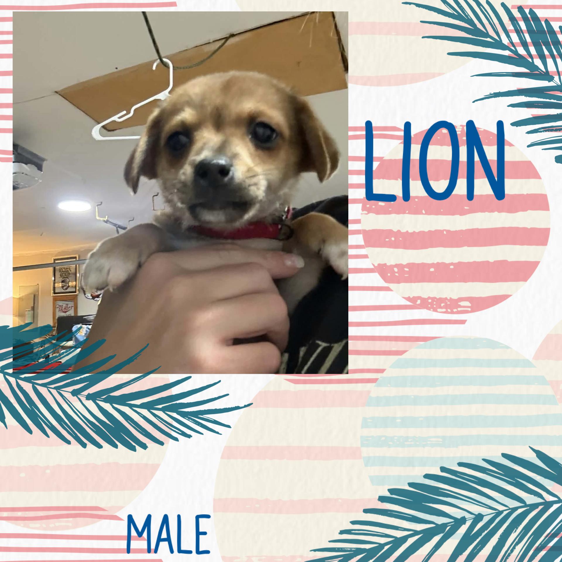 Enlarge Lion, a Adoptable mixed breed in Eugene, OR image 2/5