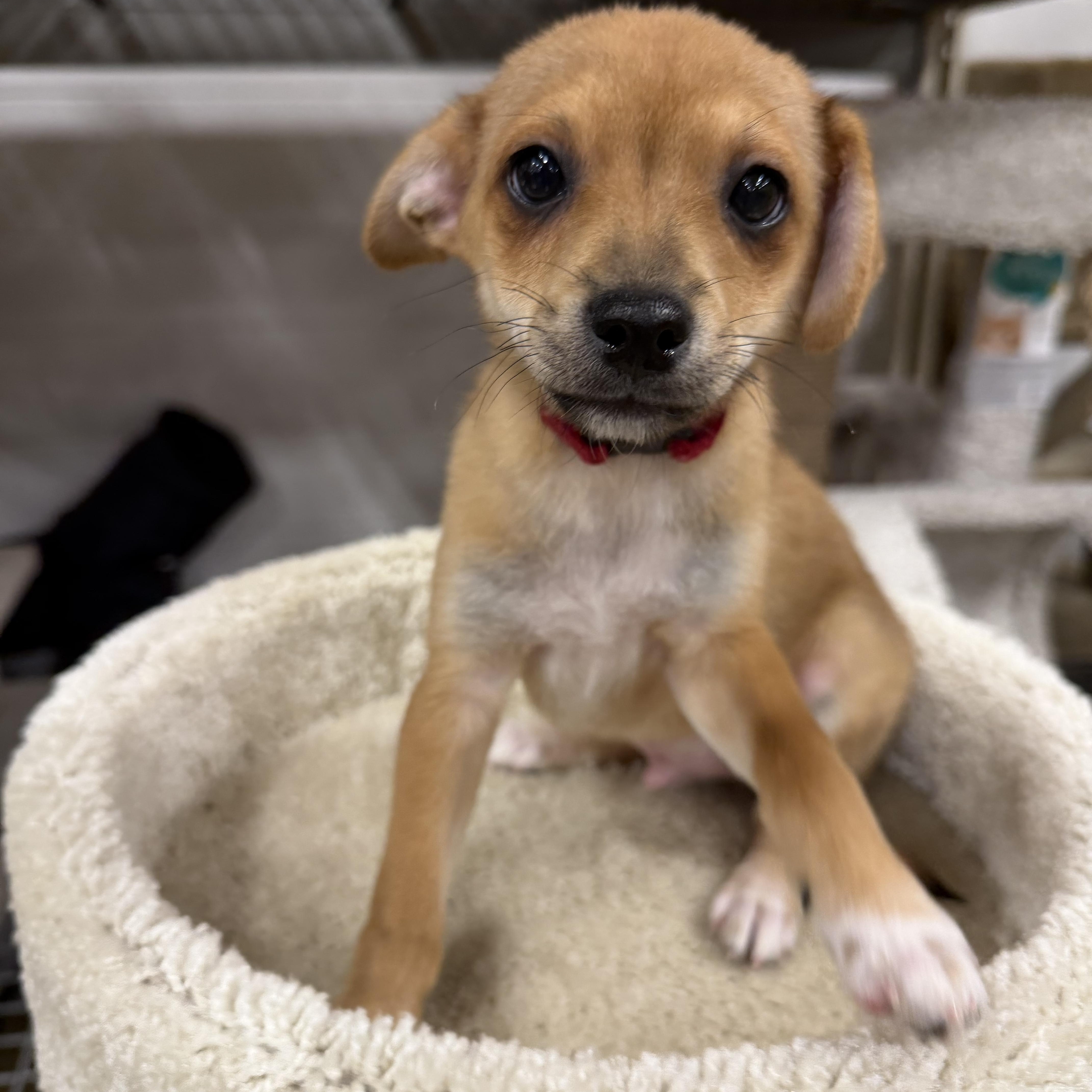Enlarge Lion, a Adoptable mixed breed in Eugene, OR image 3/5