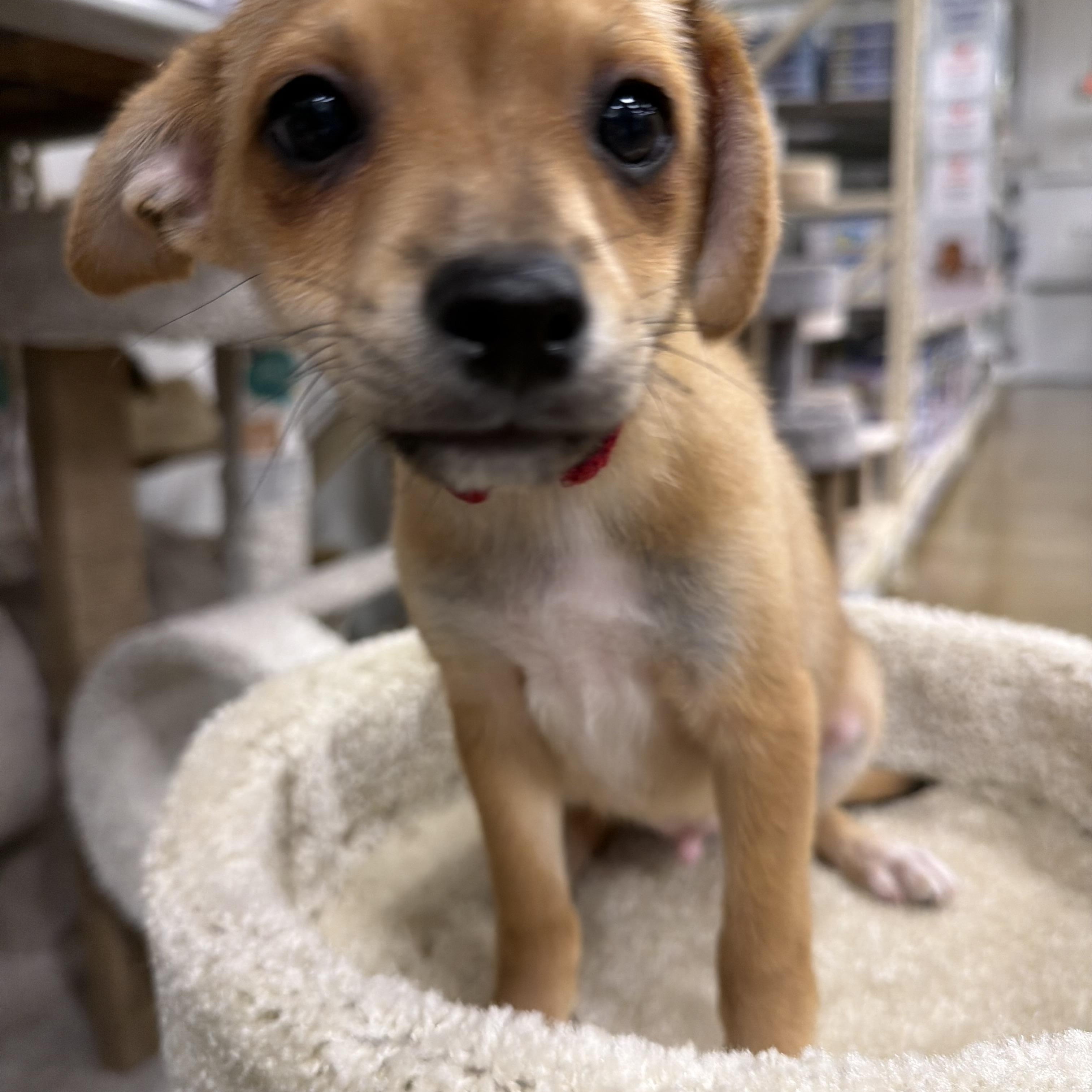 Enlarge Lion, a Adoptable mixed breed in Eugene, OR image 4/5