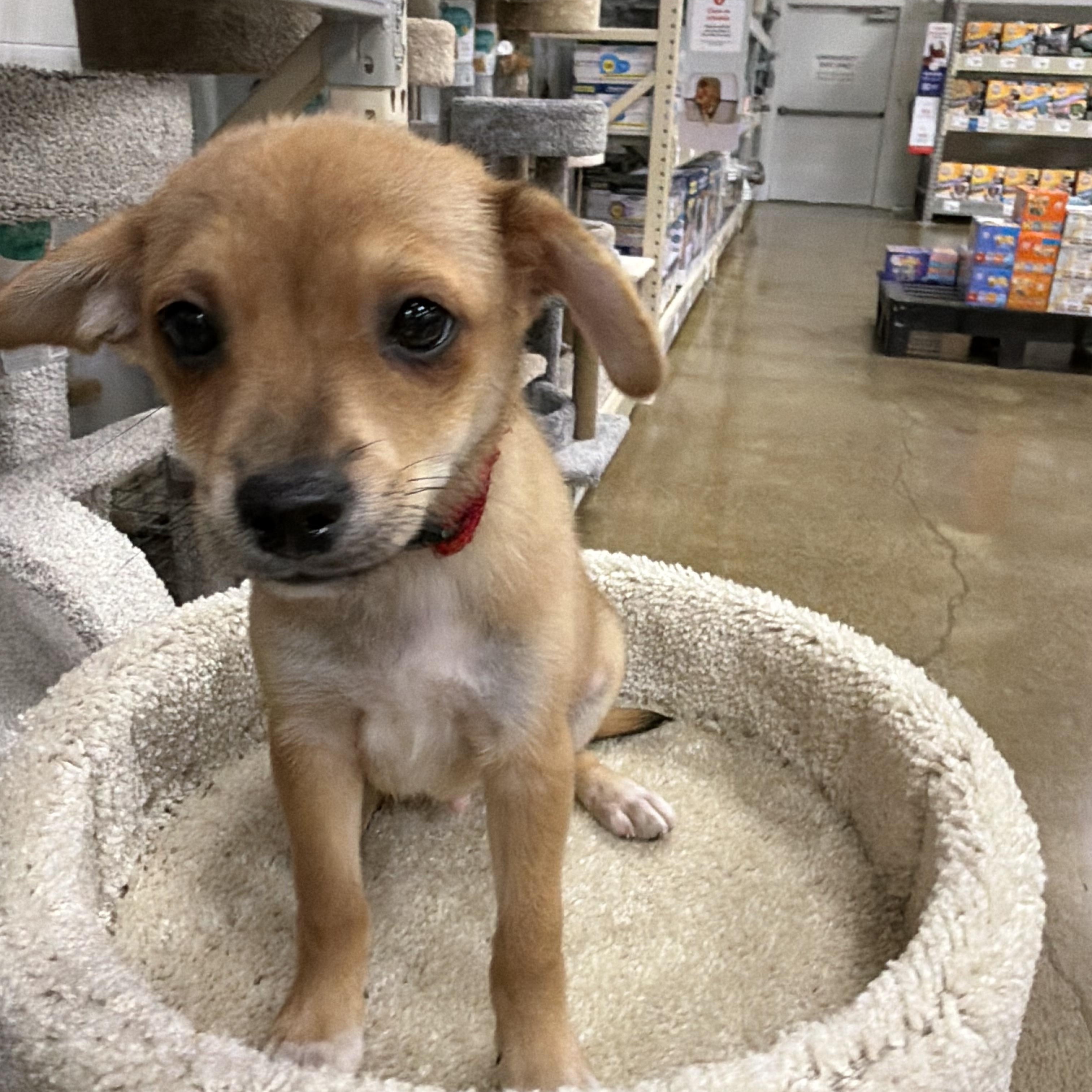 Enlarge Lion, a Adoptable mixed breed in Eugene, OR image 5/5