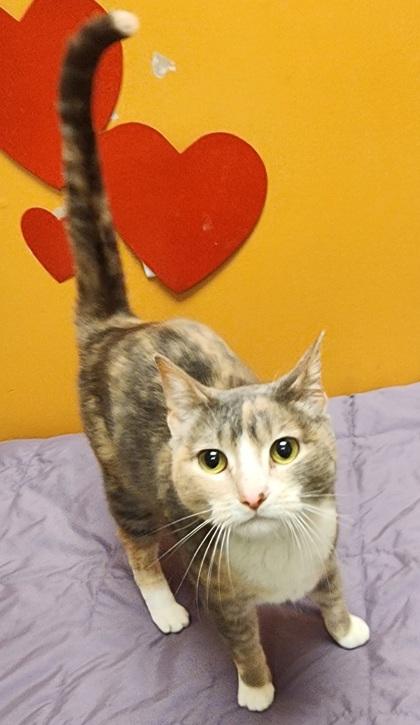 Enlarge Jour, a ADOPTABLE mixed breed in Bellingham, WA image 1/1