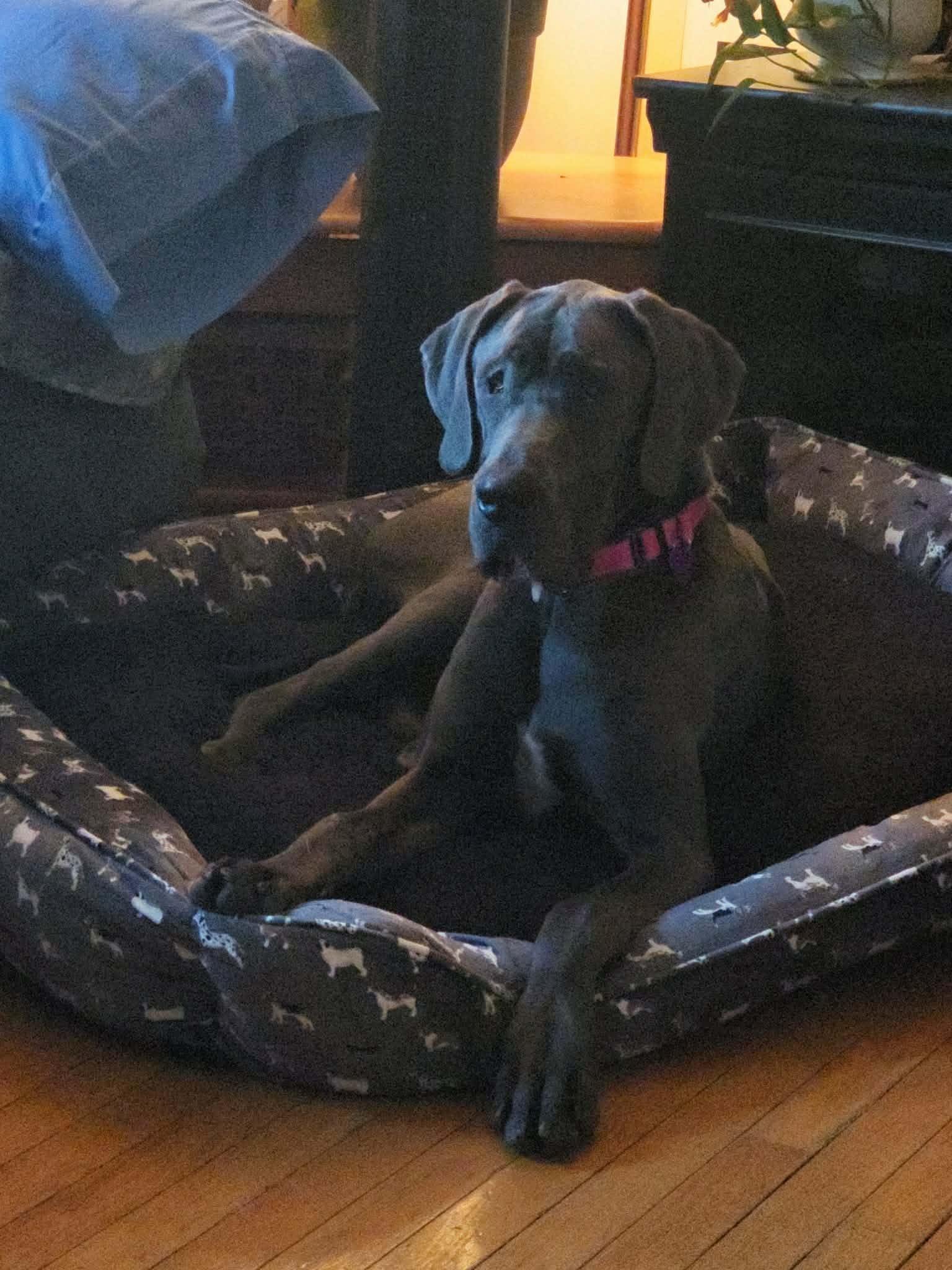 Enlarge Lady Blu, a ADOPTABLE Great Dane in Byron, IL image 4/5