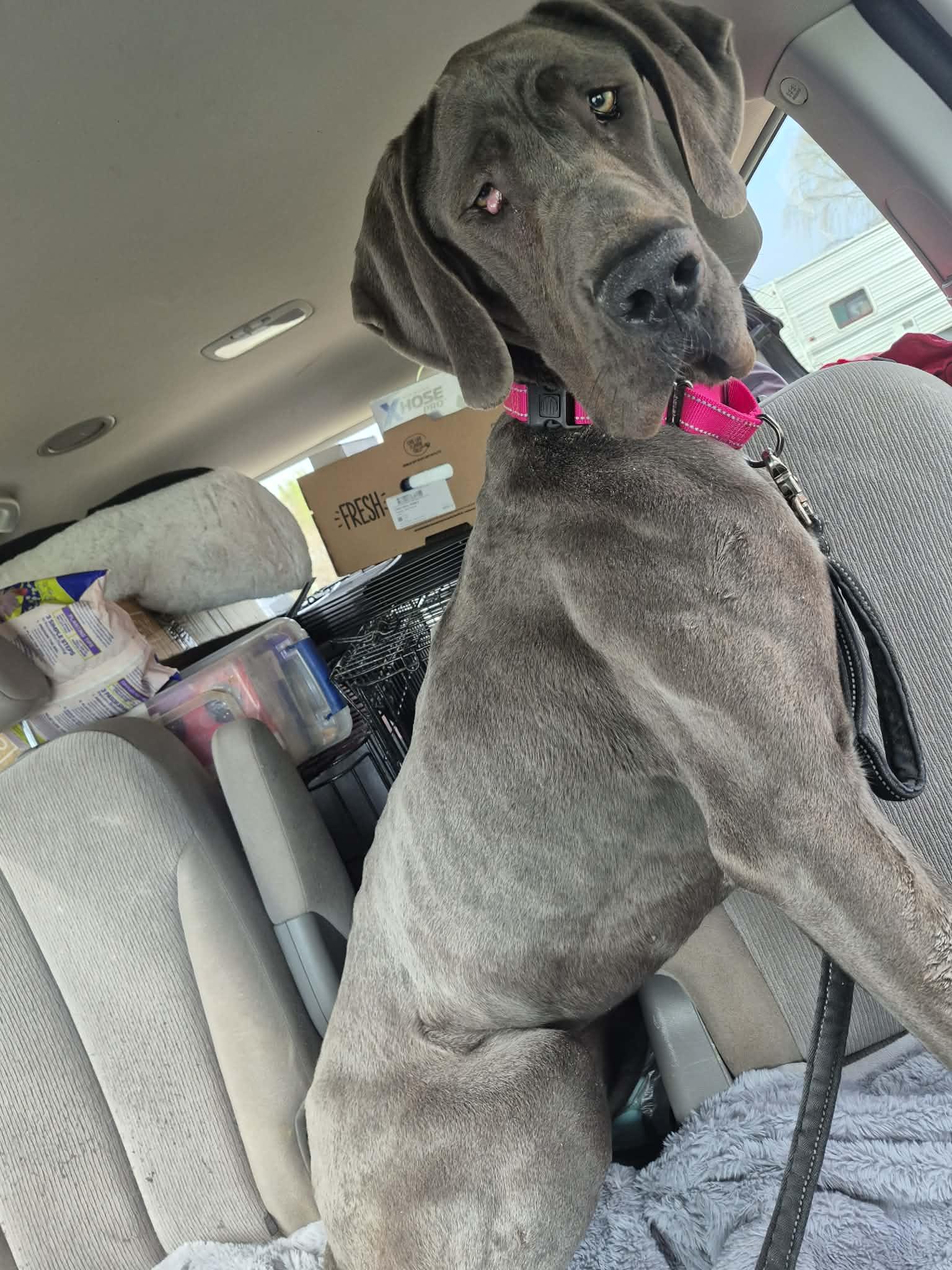Enlarge Lady Blu, a ADOPTABLE Great Dane in Byron, IL image 2/5