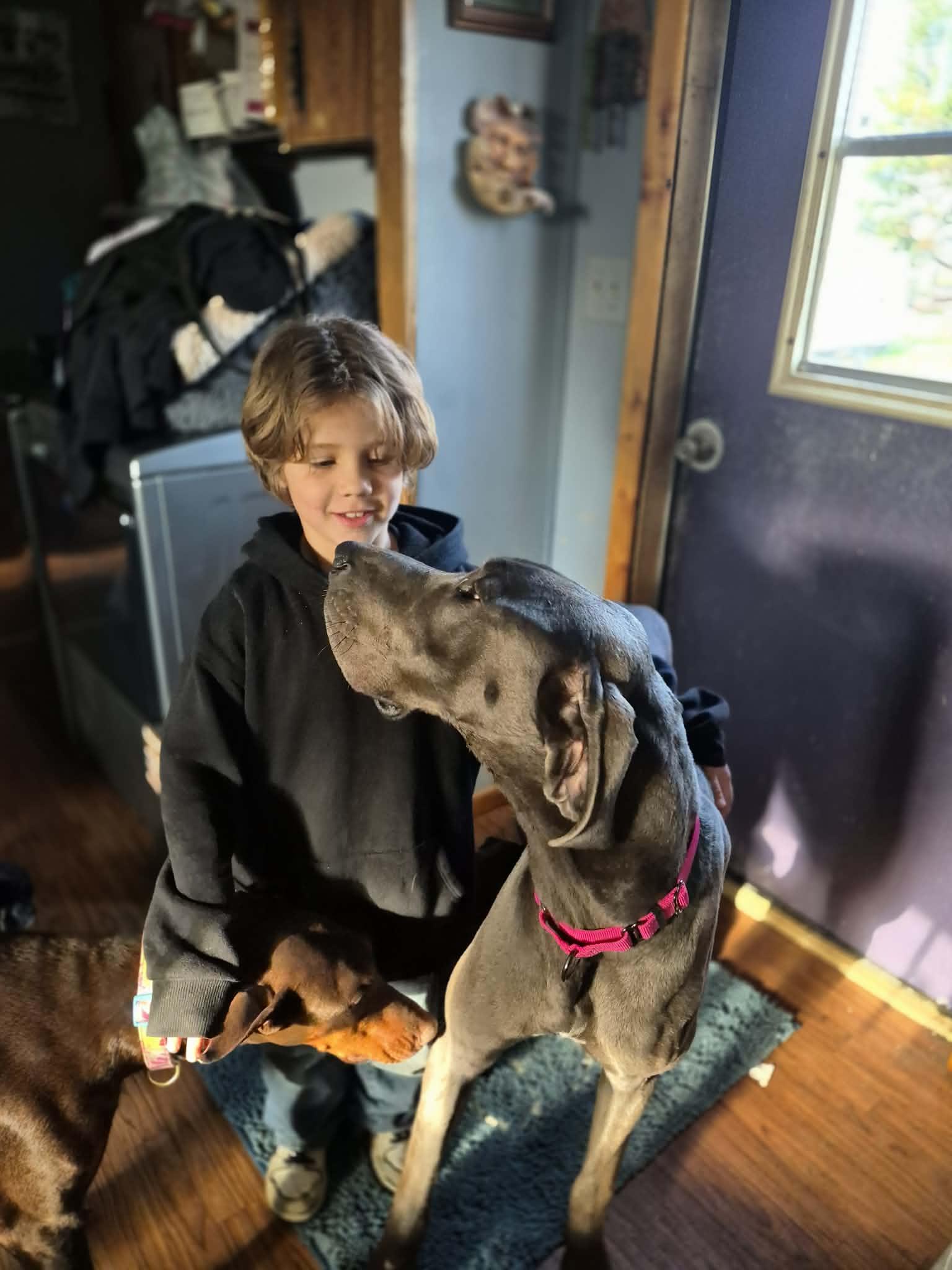 Enlarge Lady Blu, a ADOPTABLE Great Dane in Byron, IL image 5/5