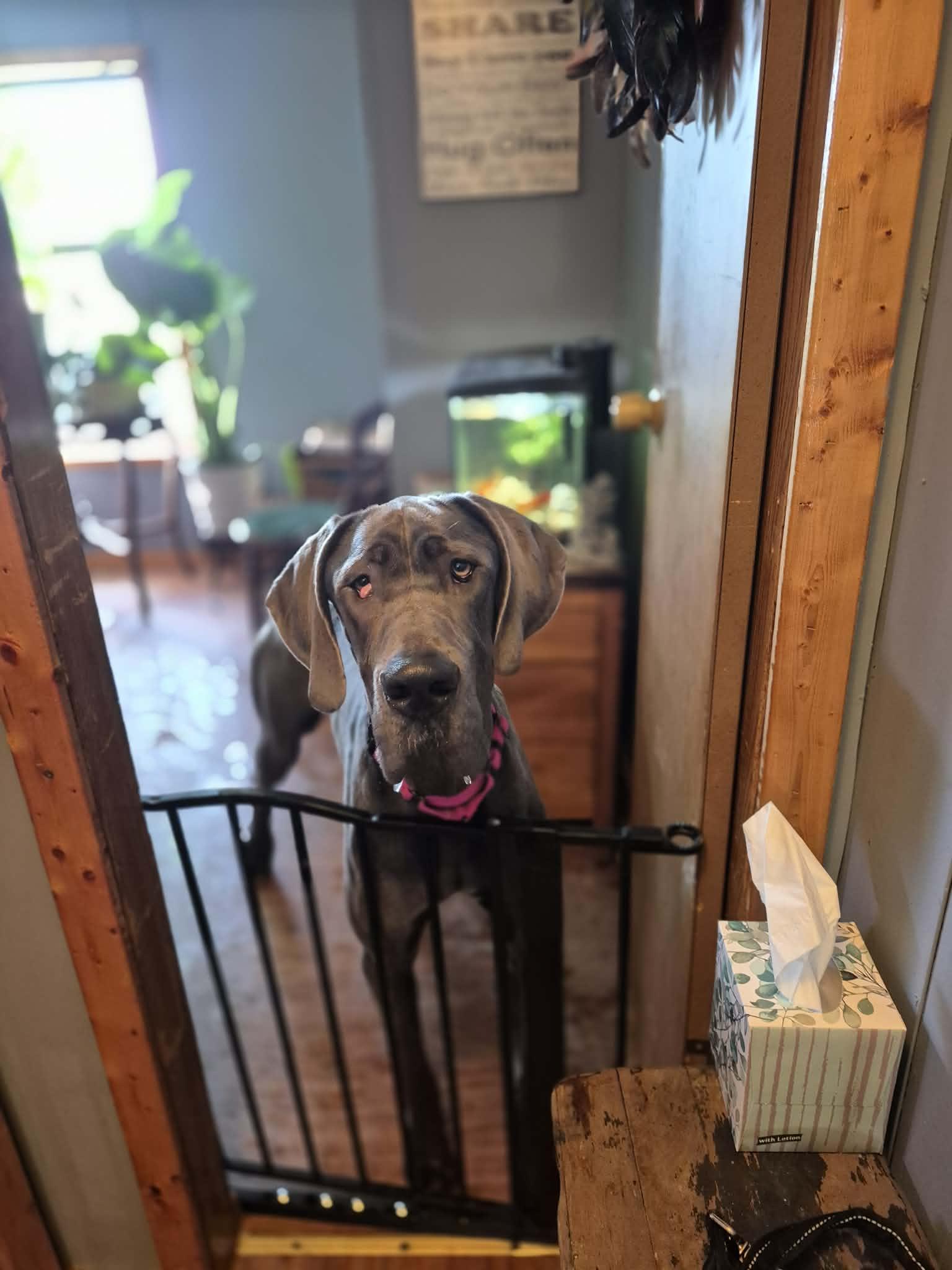 Enlarge Lady Blu, a ADOPTABLE Great Dane in Byron, IL image 1/5