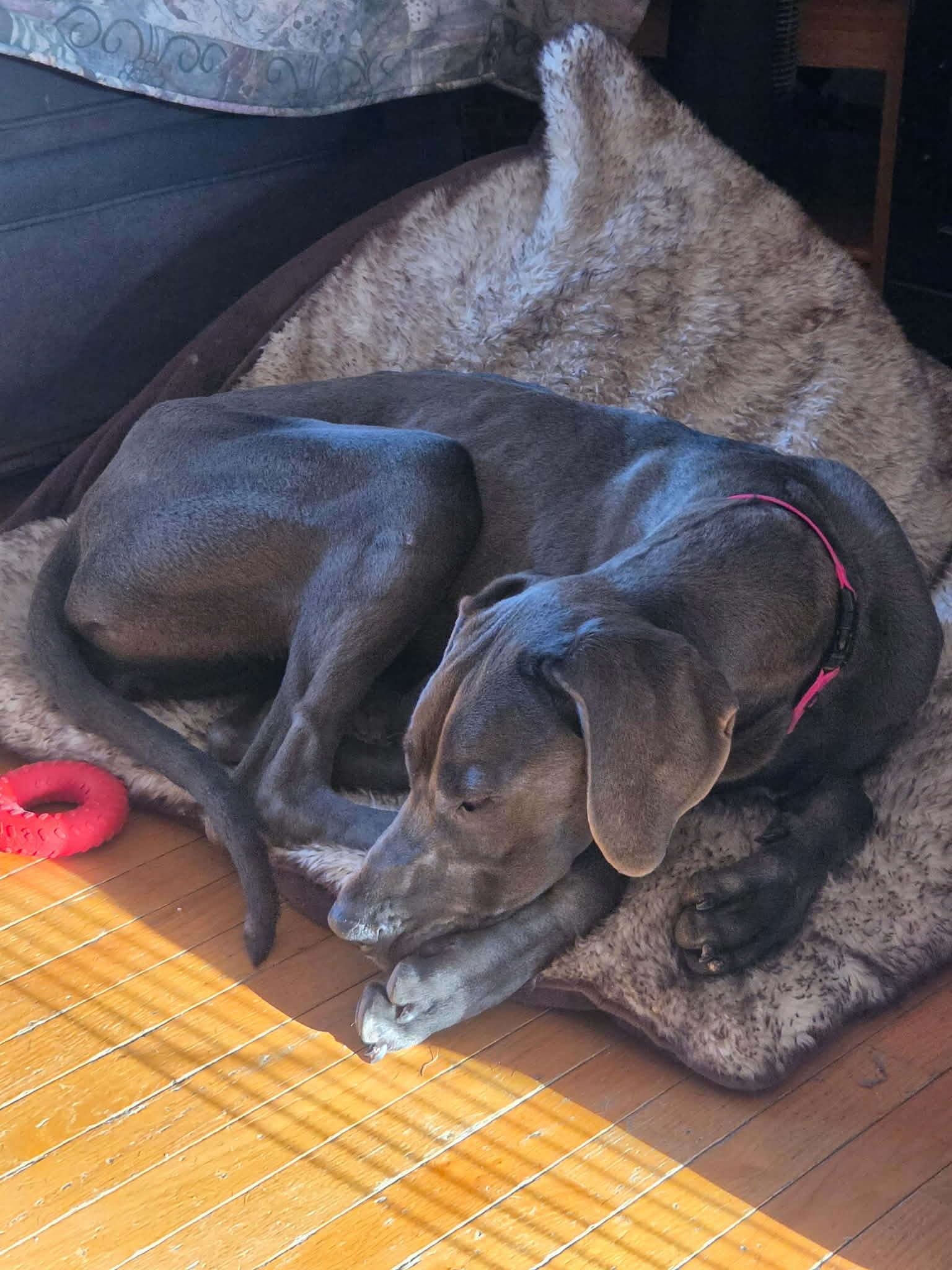 Enlarge Lady Blu, a ADOPTABLE Great Dane in Byron, IL image 3/5