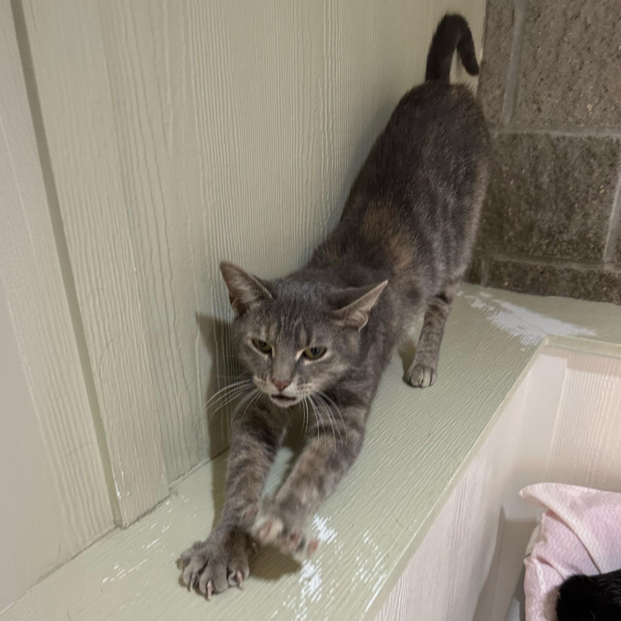 Enlarge Biscuit, a Adoptable Domestic Short Hair in Latrobe, PA image 4/4