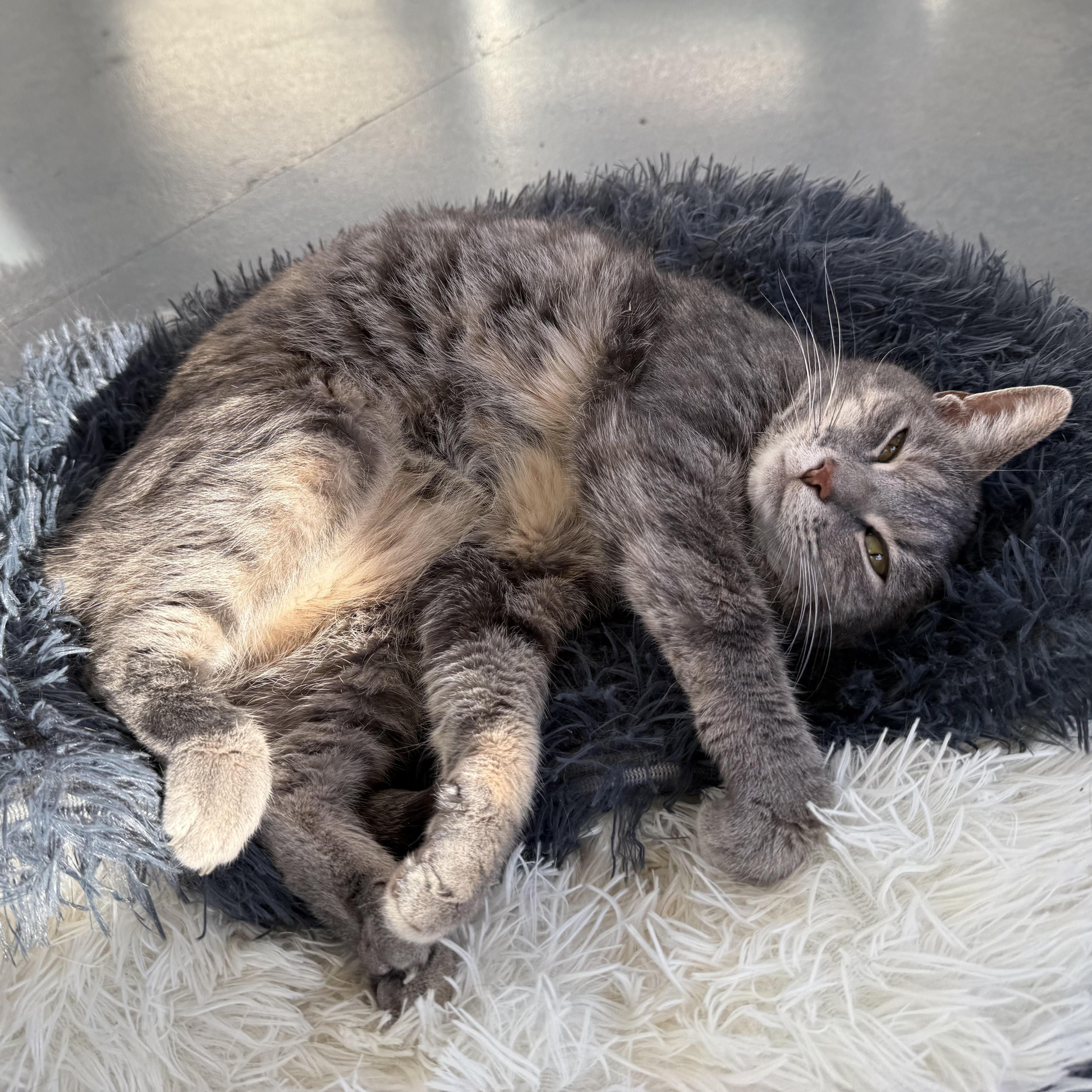 Enlarge Biscuit, a Adoptable Domestic Short Hair in Latrobe, PA image 3/6