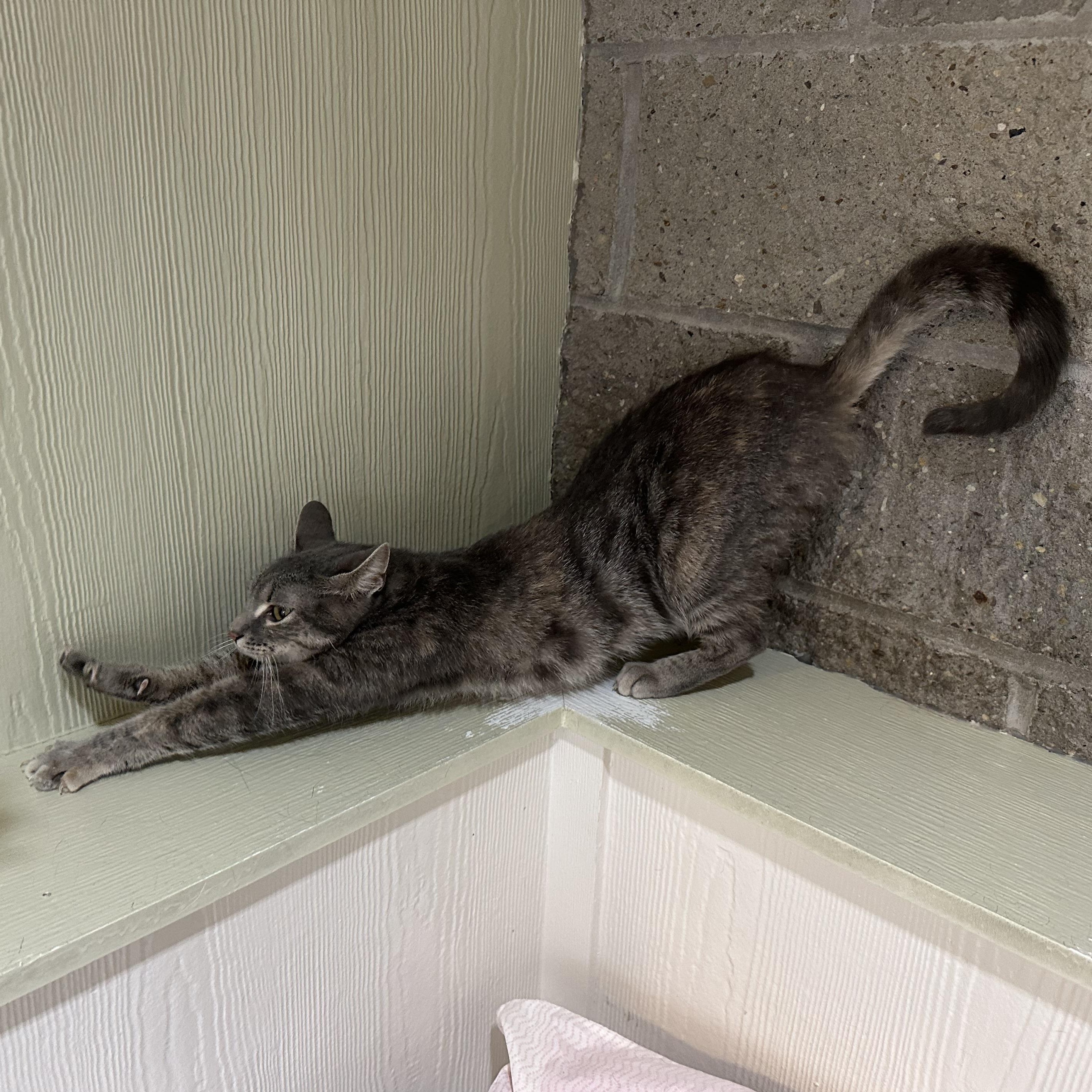 Enlarge Biscuit, a Adoptable Domestic Short Hair in Latrobe, PA image 2/4