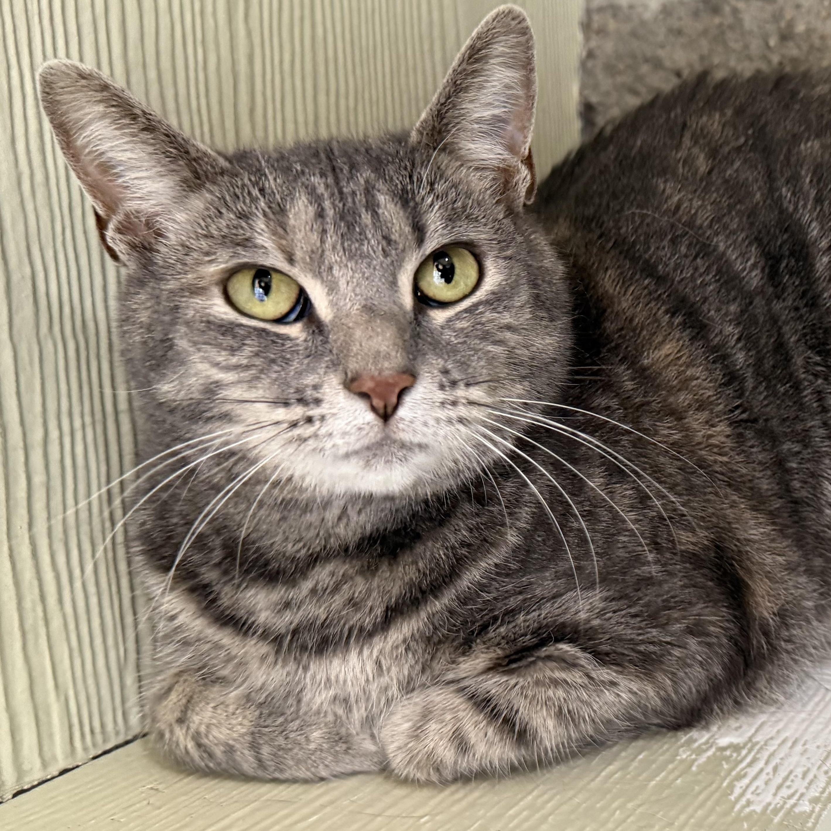 Enlarge Biscuit, a Adoptable Domestic Short Hair in Latrobe, PA image 1/6