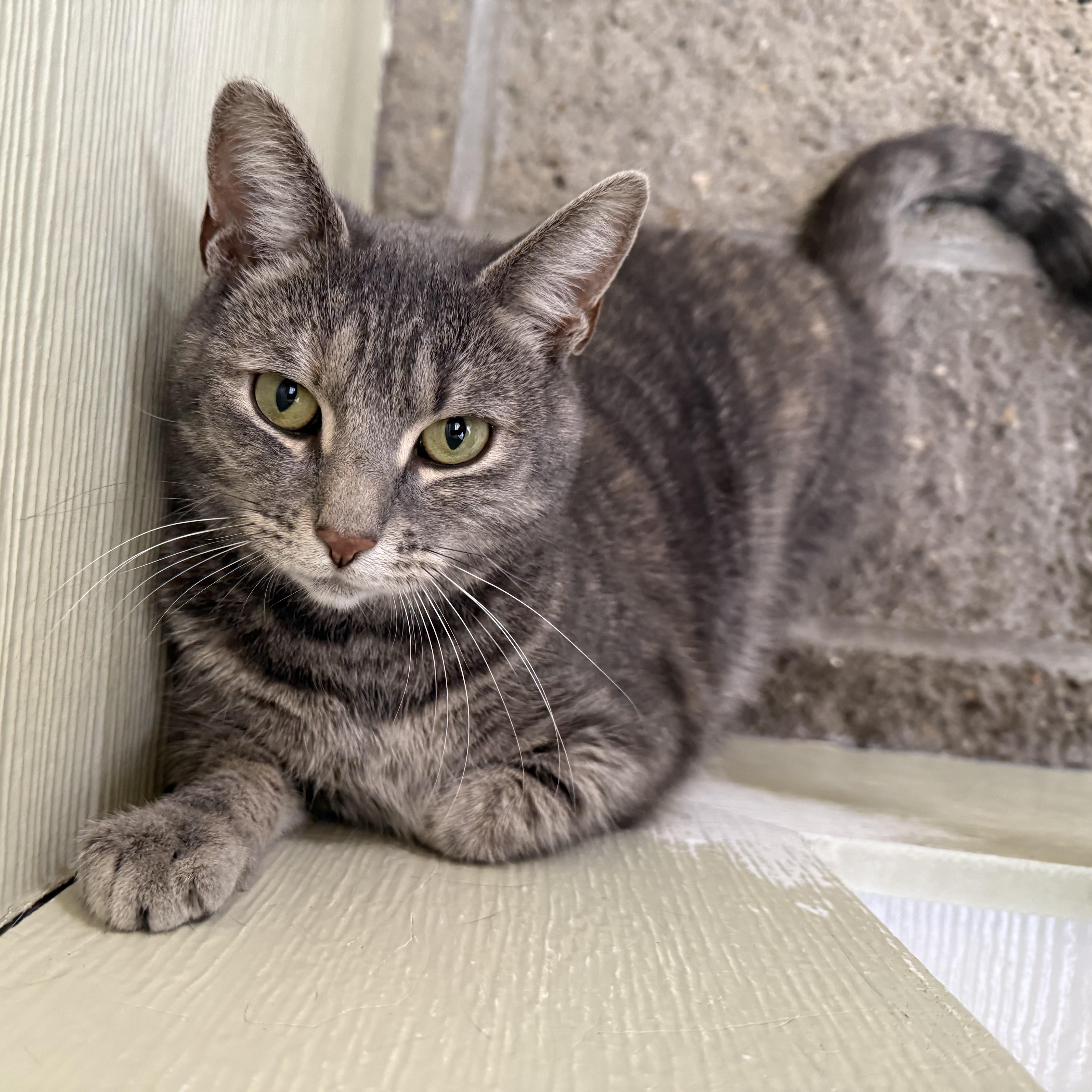 Enlarge Biscuit, a Adoptable Domestic Short Hair in Latrobe, PA image 2/6