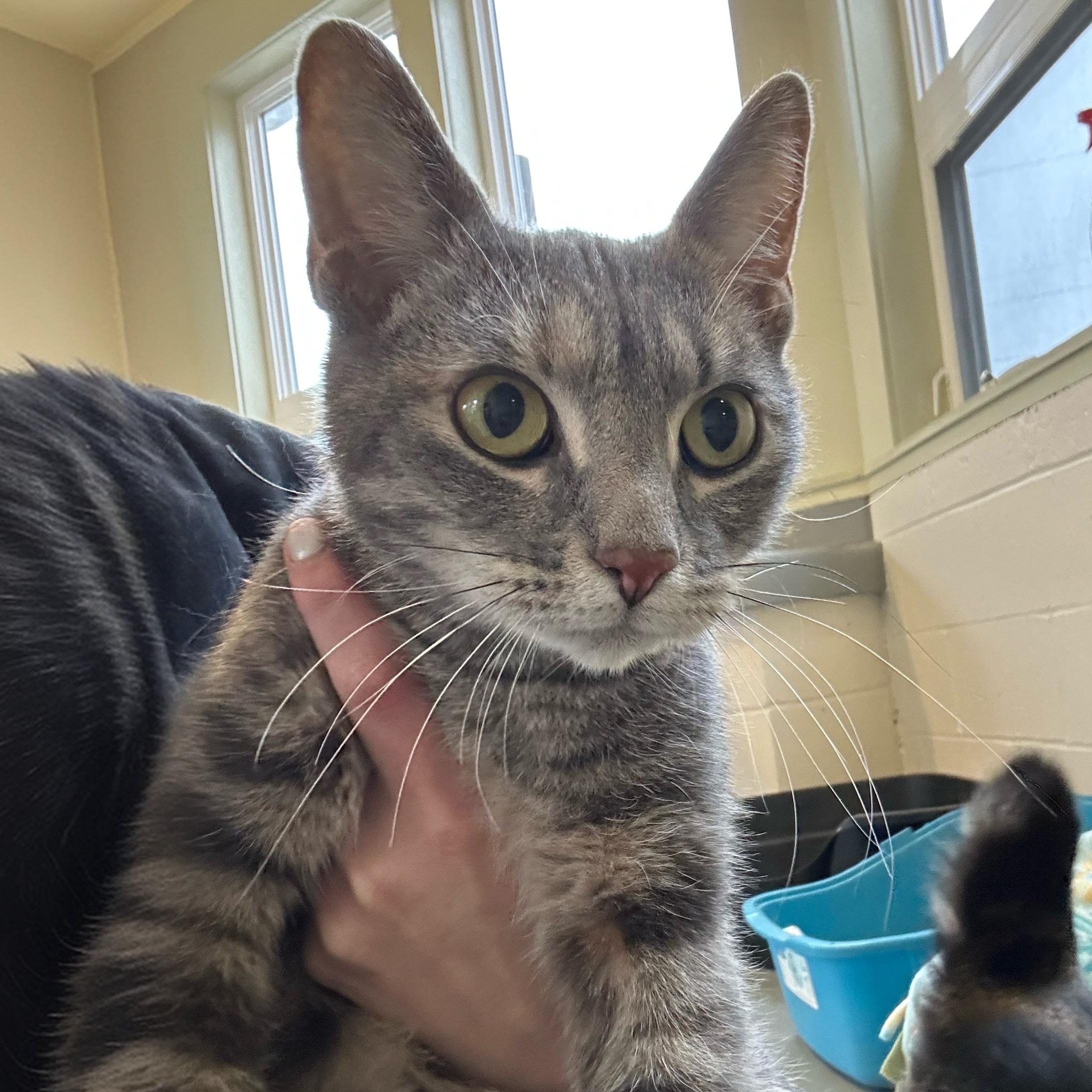 Enlarge Biscuit, a Adoptable Domestic Short Hair in Latrobe, PA image 1/4