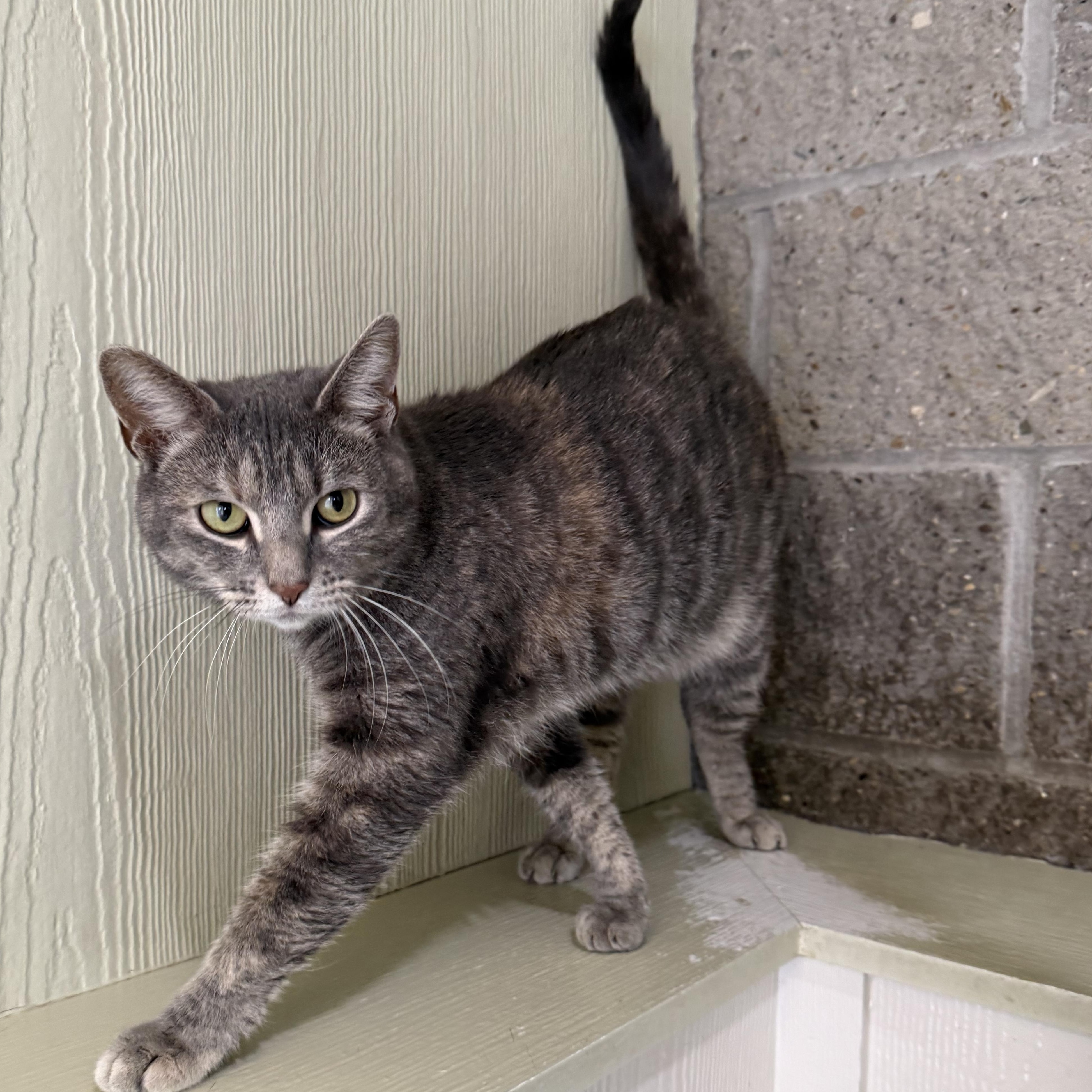 Enlarge Biscuit, a Adoptable Domestic Short Hair in Latrobe, PA image 4/6