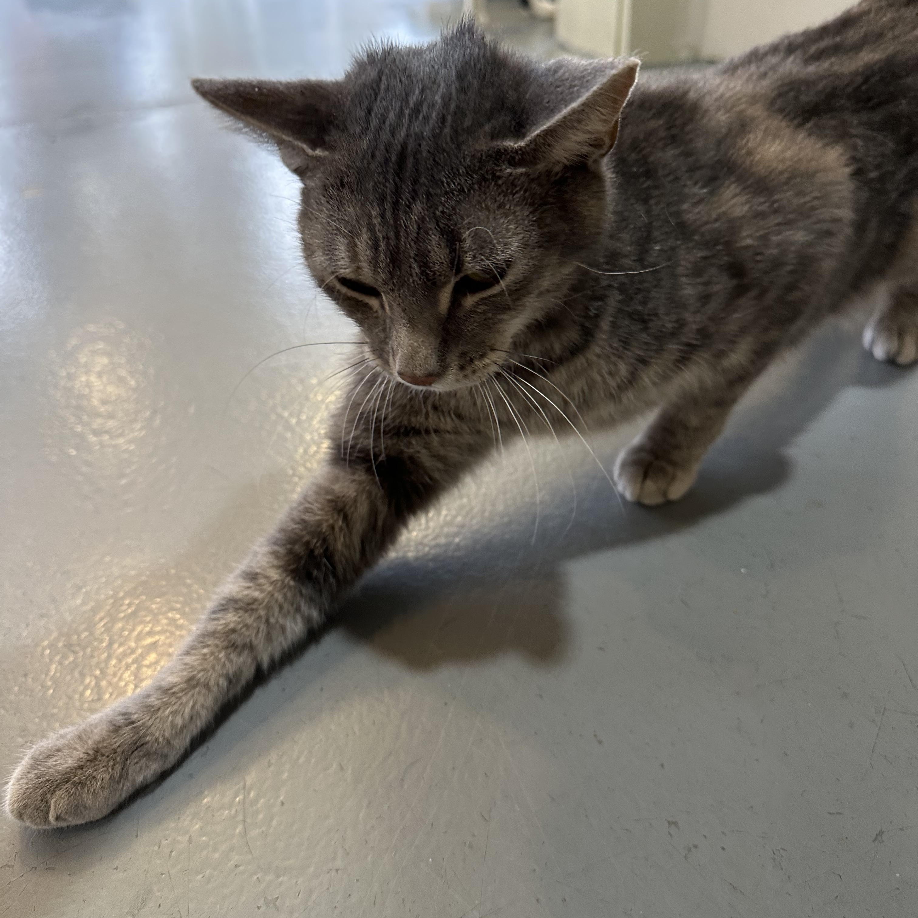 Enlarge Biscuit, a Adoptable Domestic Short Hair in Latrobe, PA image 3/4